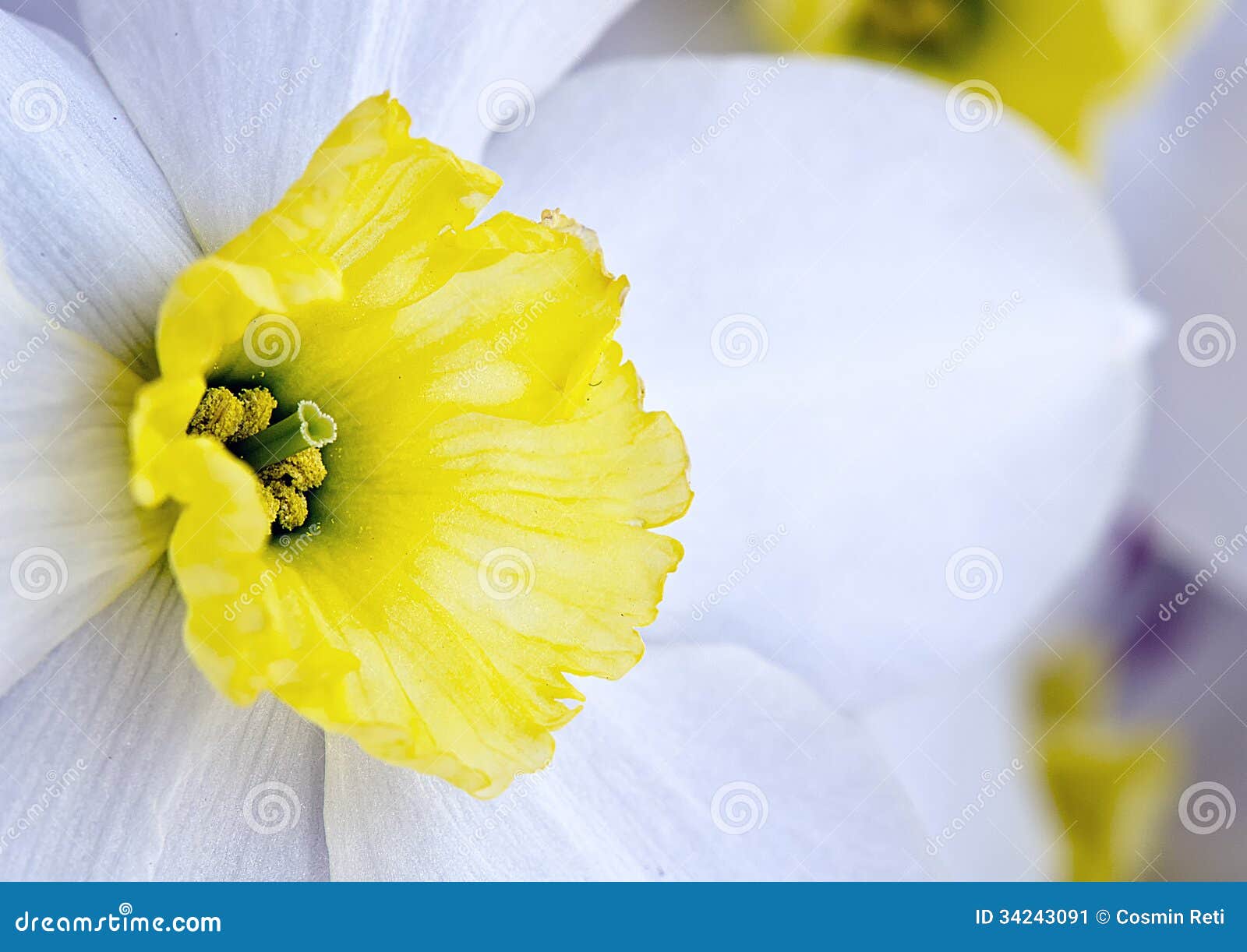 Fermez Vous Vers Le Haut De La Fleur Blanche Image Stock