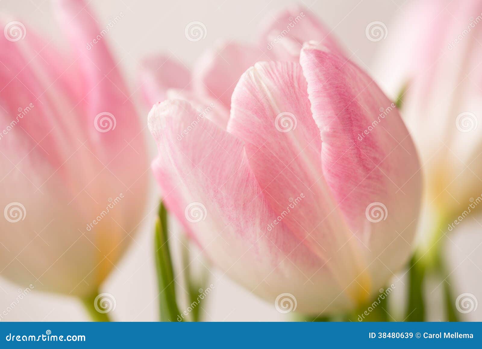Fermez-vous Vers Le Haut Du Macro De La Tulipe Rose Et Blanche Image stock  - Image du personne, abondance: 38480639