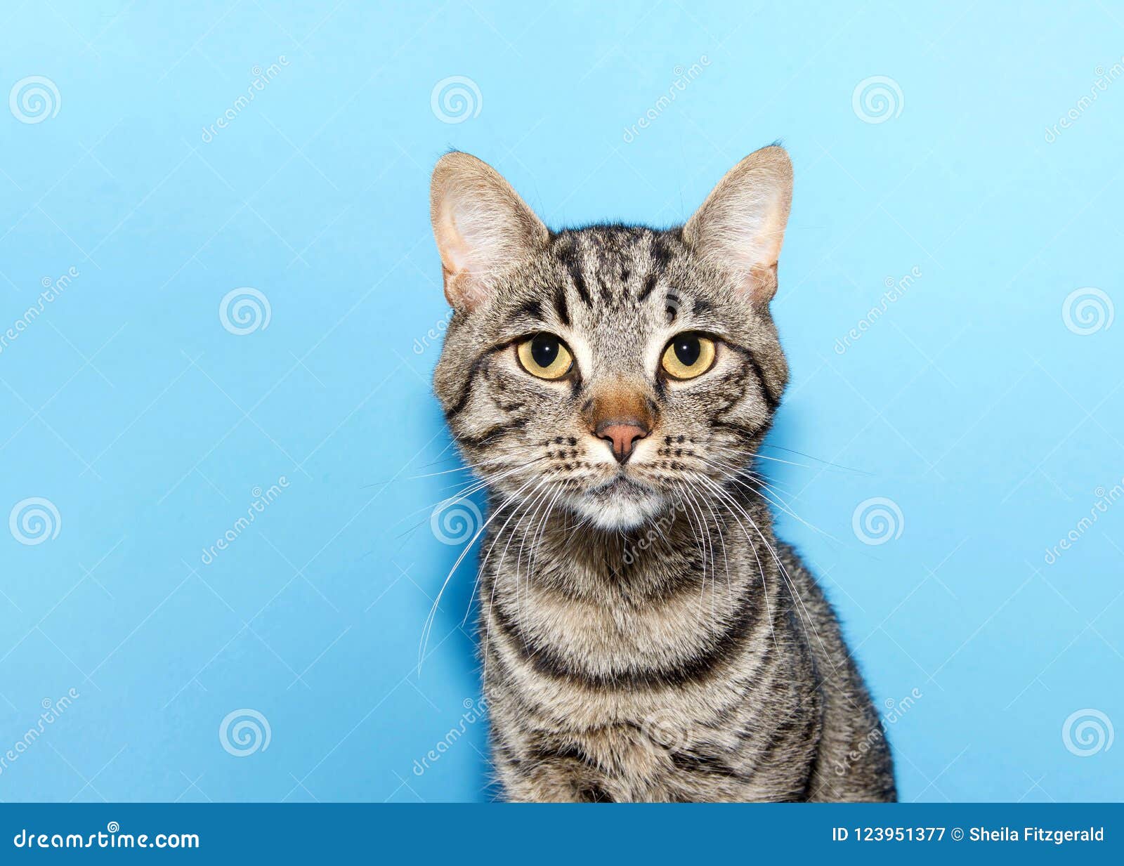 Fermez Vous Vers Le Haut Du Portrait D Un Chat Tigre Raye Noir Et Gris Image Stock Image Du Tigre Chat Fermez Vous Vers Le Haut Du Portrait D Un Chat Tigre Raye Noir Et Gris Image Stock Image Du Tigre Chat