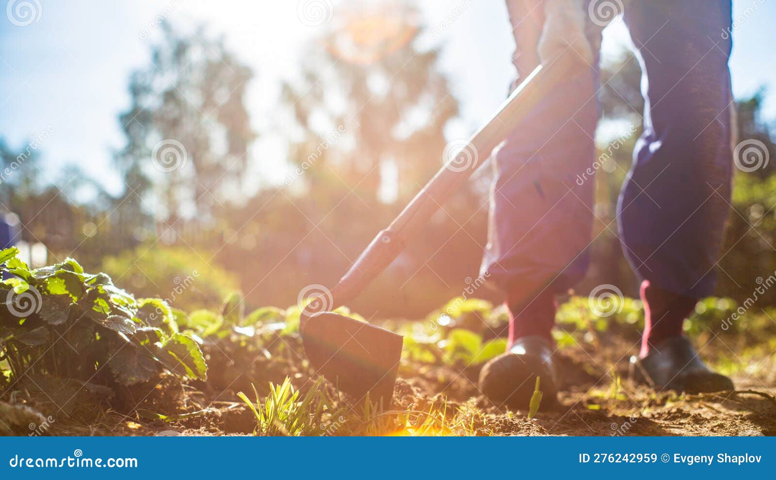 Fermier Cultiver Des Terres Dans Le Jardin Avec Outils à La Main.  Assouplissement Du Sol. Concept De Jardinage. Travaux Agricoles Image stock  - Image du agricole, cultivez: 270298301