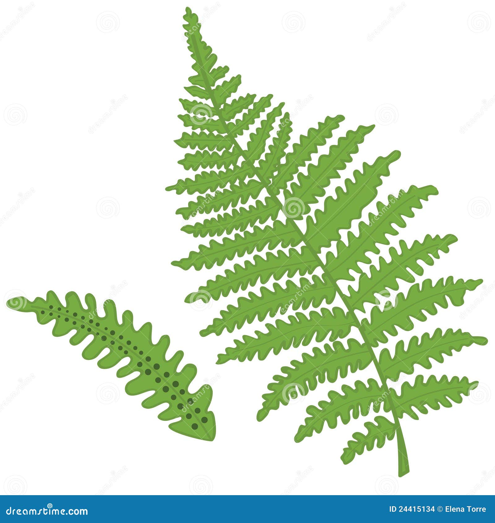 clip art fern leaf - photo #34