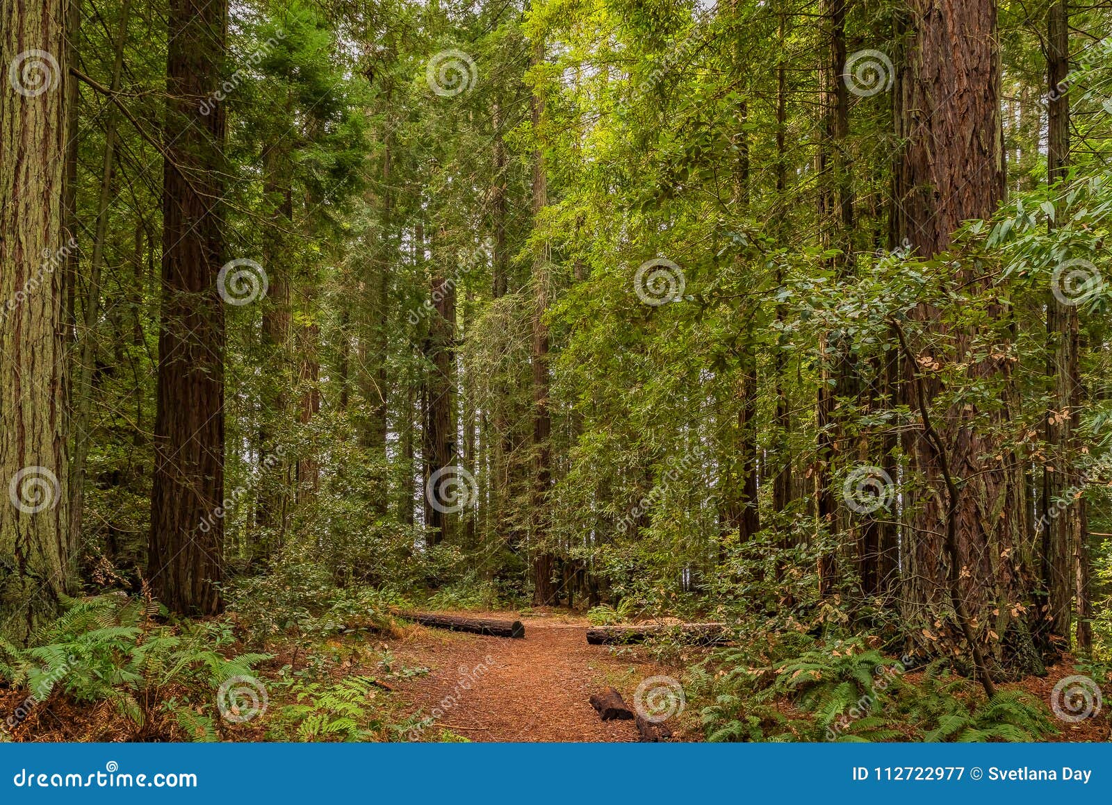 fern below giant sequoias in redwoods forest in california