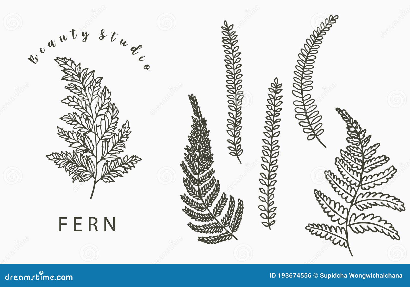 Fern Tattoo Images – Browse 2,480 Stock Photos, Vectors, and Video | Adobe  Stock
