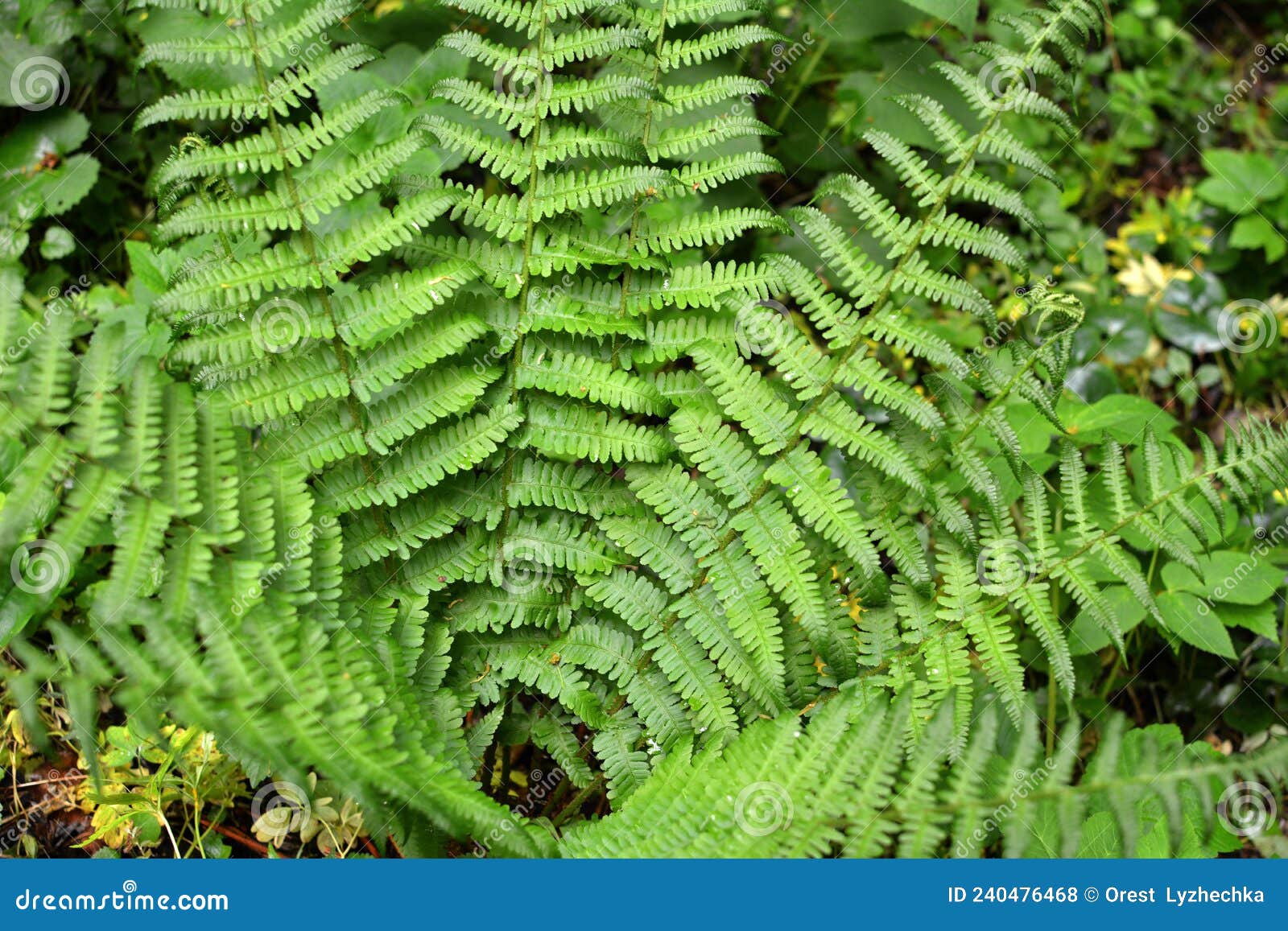 fern dryopteris filix-mas grows in the forest