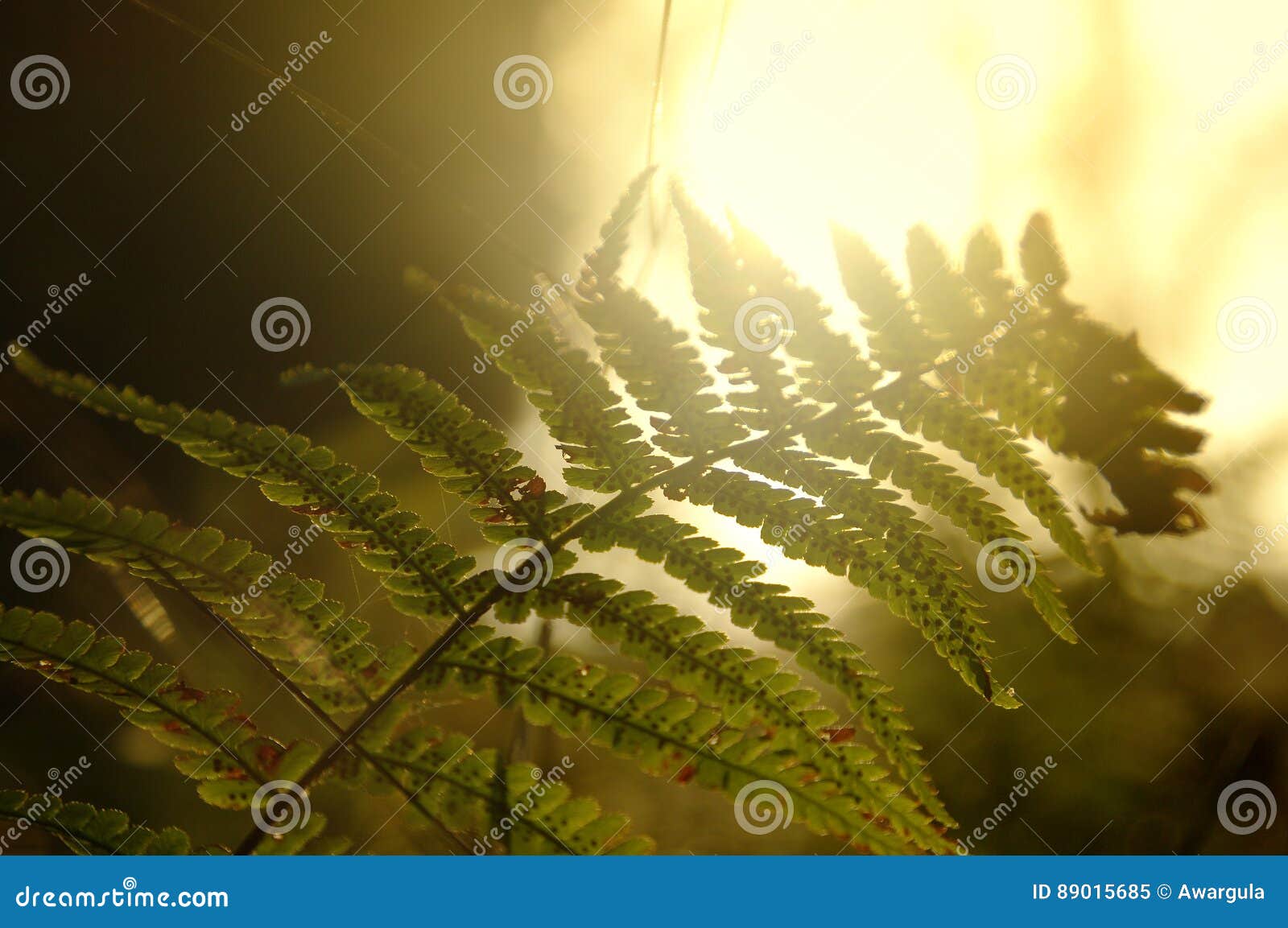 Fern in forest stock image. Image of polypodiopsida, sunny 89015685