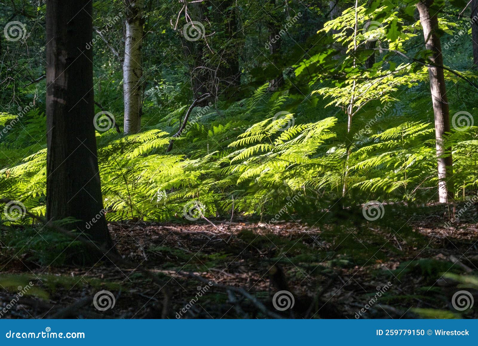 Fern in a Forest Under the Sunlight Stock Photo Image of environment