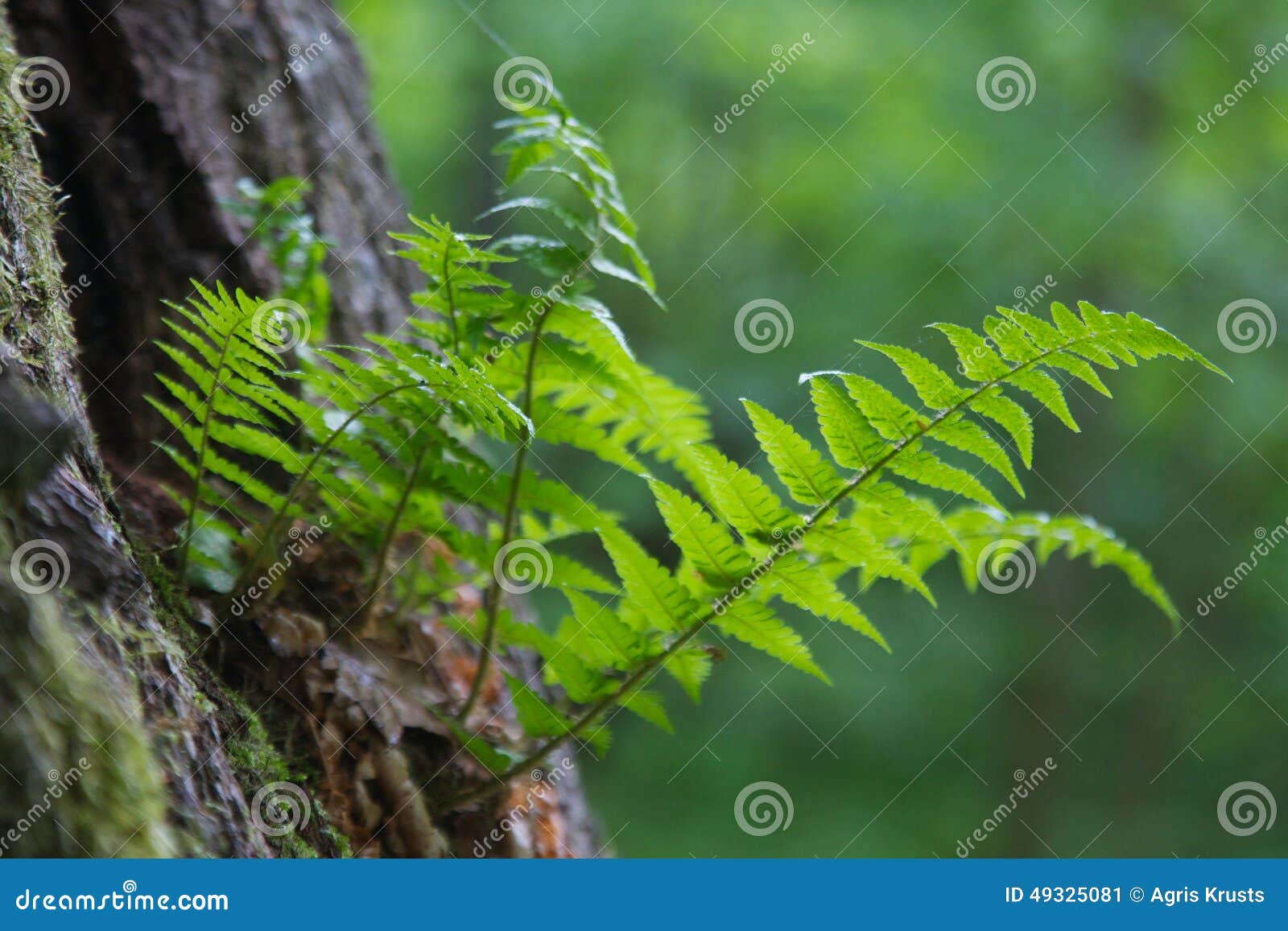 Fern growing of oak tree against green background