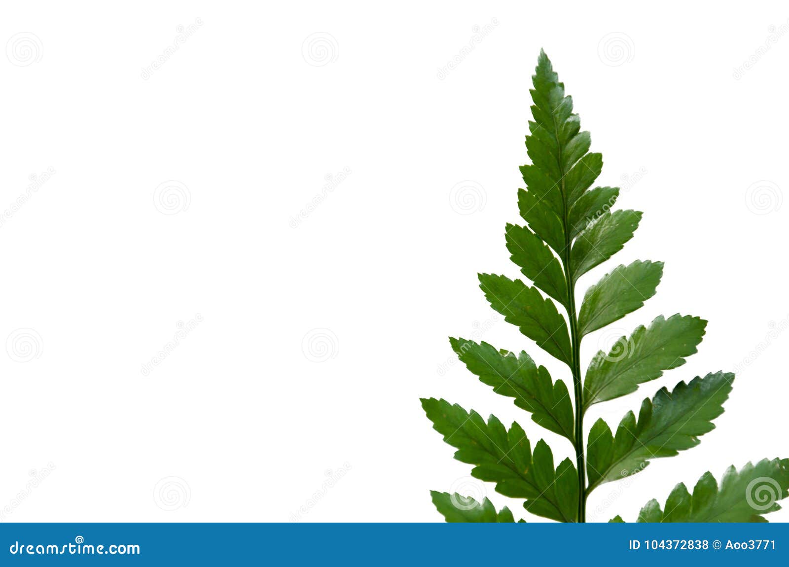 Fern Leaf fotografia stock. Immagine di lussare, isolato 104372838