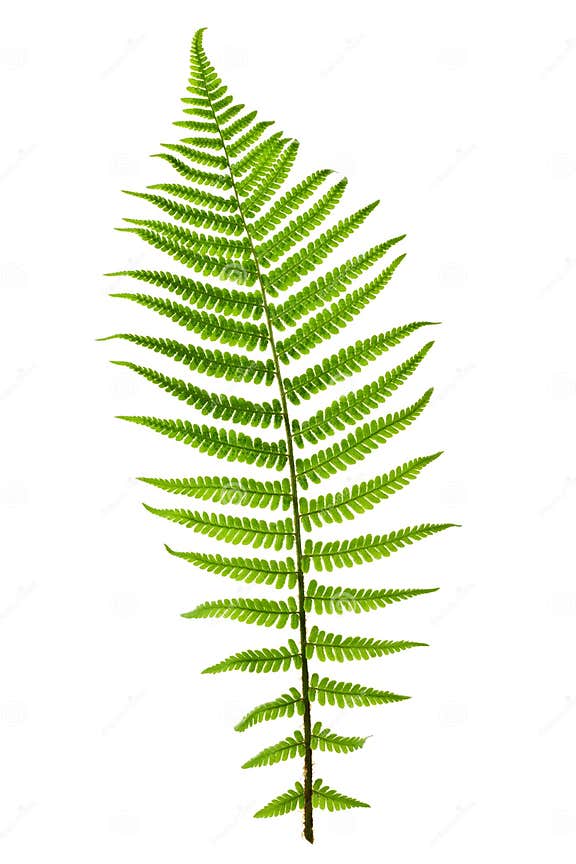 Fern leaf stock image. Image of leaf, furled, background - 20167895