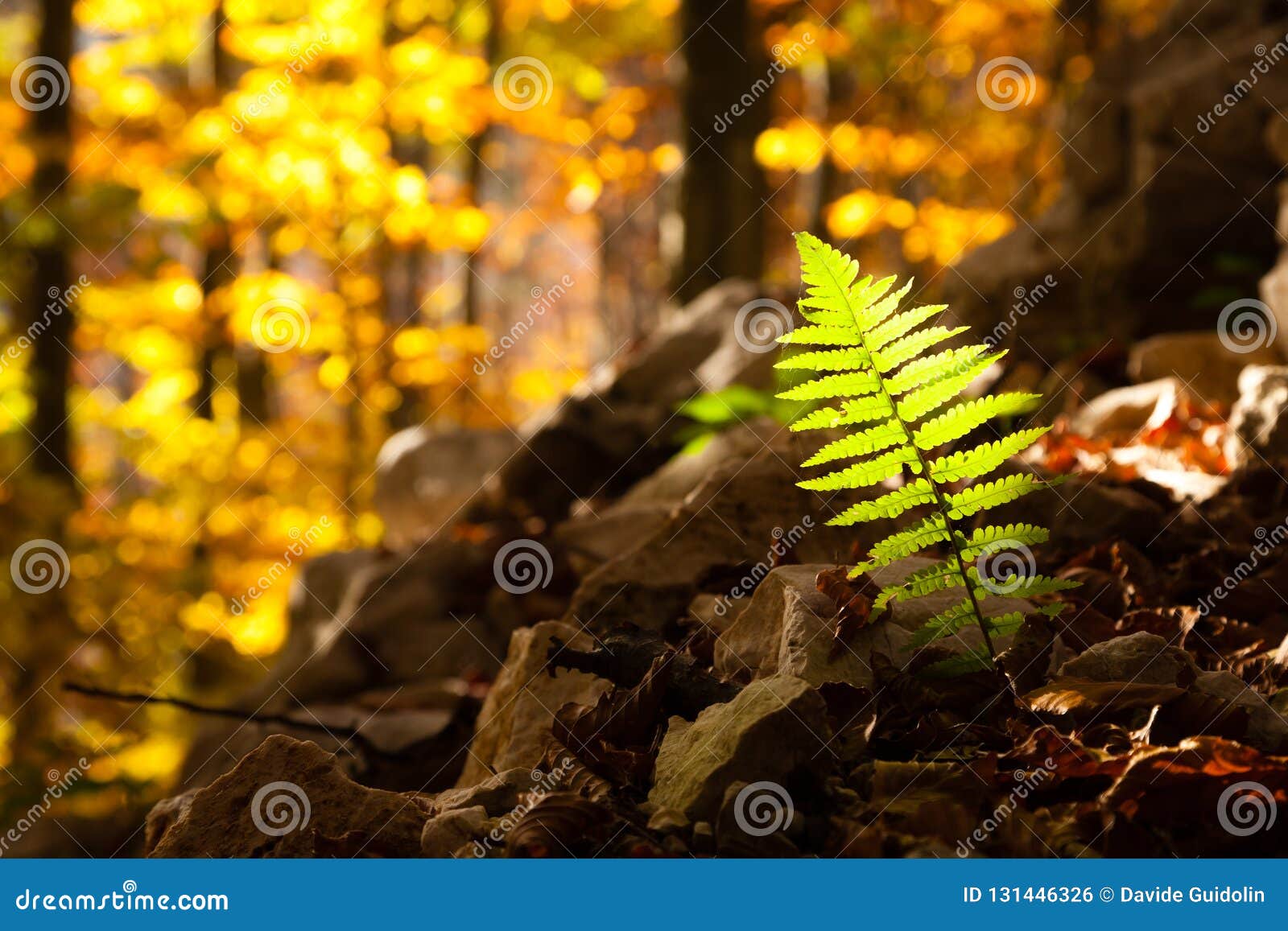 fern leaf close up, autumn background. autumn lansdscape