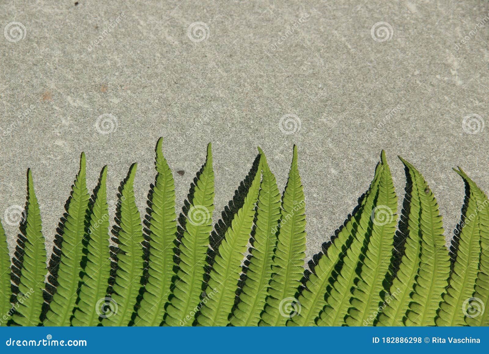 Fern Leaf on Grey Background. Place for Text Stock Photo - Image of
