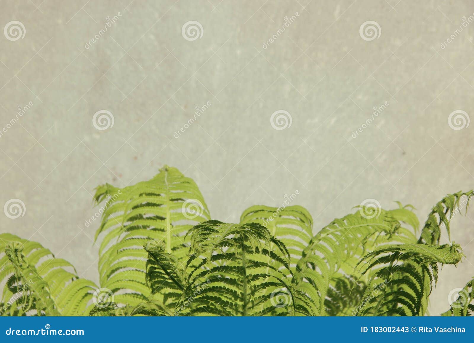 Fern Leaf on Grey Background. Place for Text Stock Image - Image of