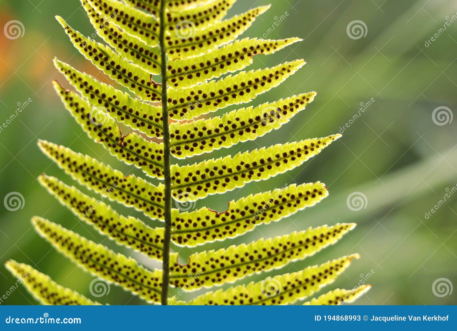 fern leaf sporangia