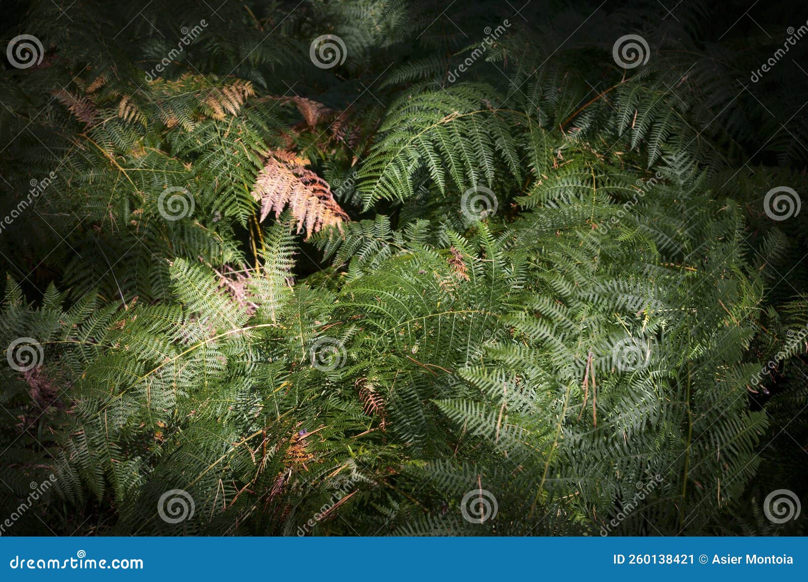 fern leaves polypodiopsida - poypodiophta