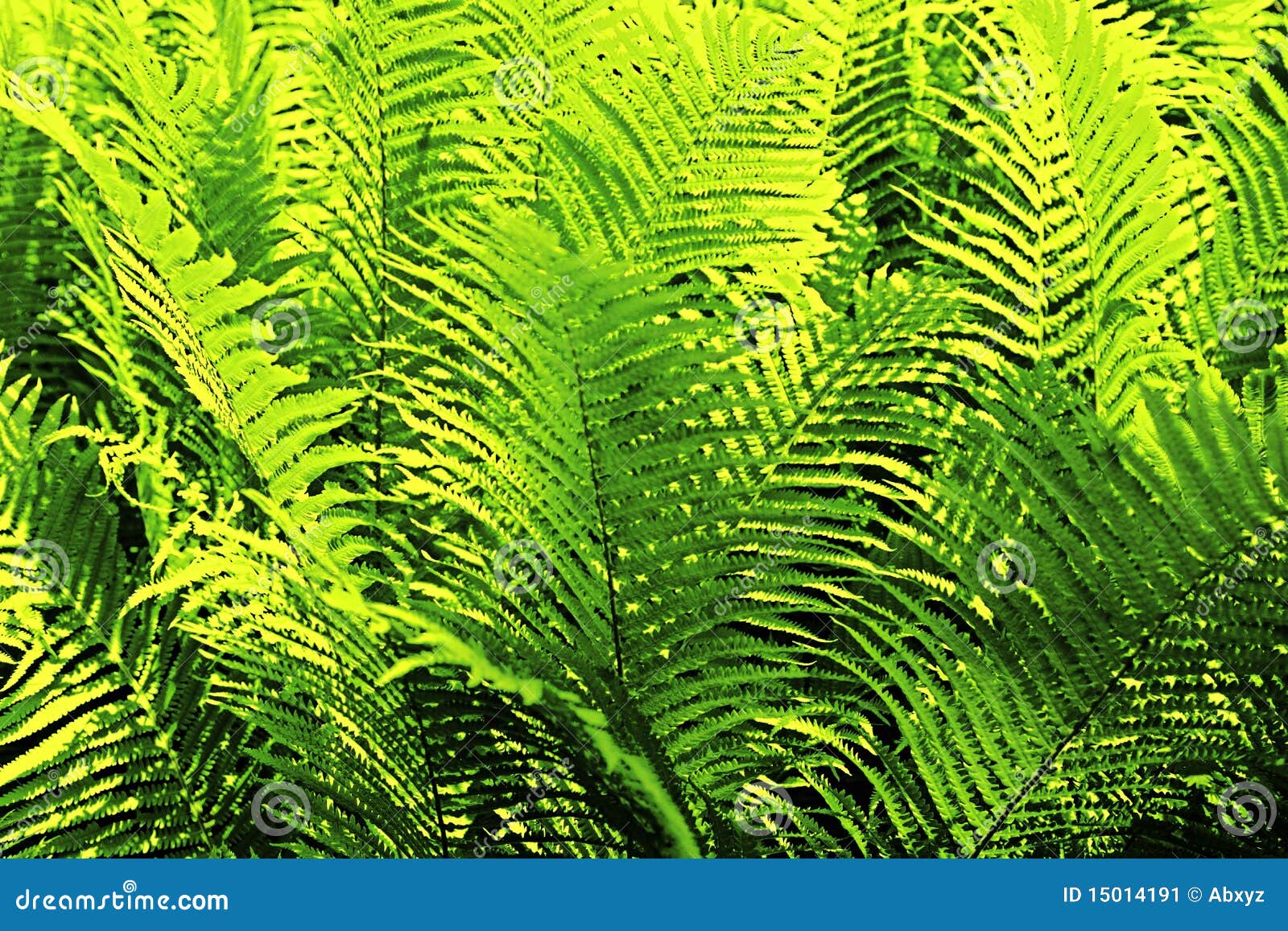 Fern leaves structure stock image. Image of life, biology - 15014191