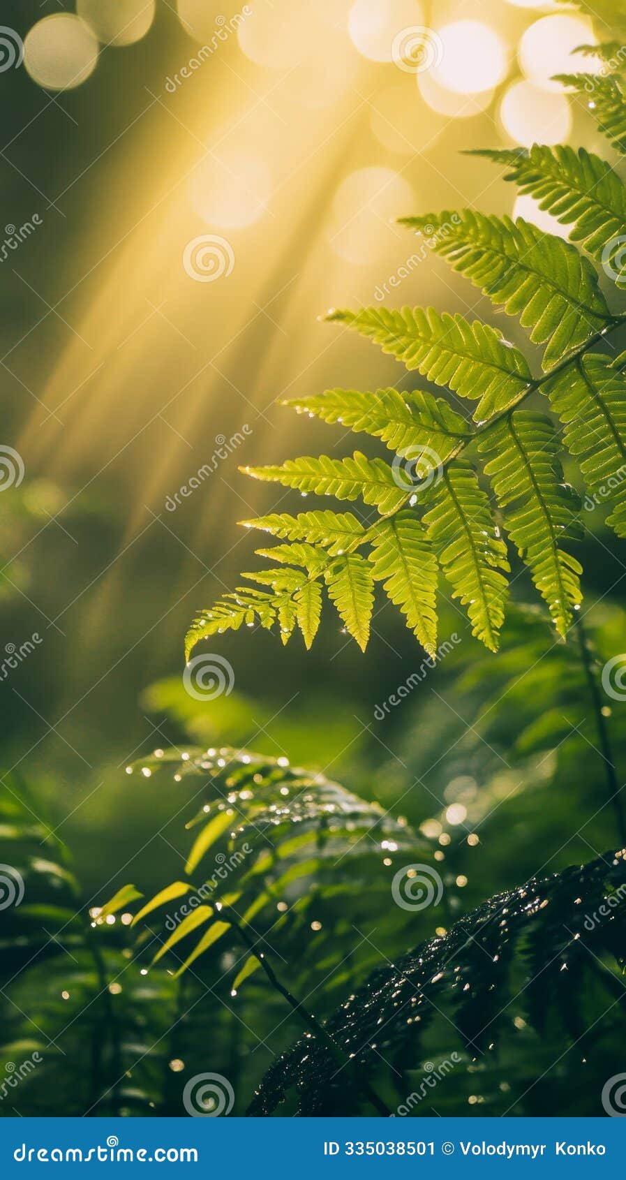 fern leaves with sunlight and dew drops in a forest, tranquil nature scene