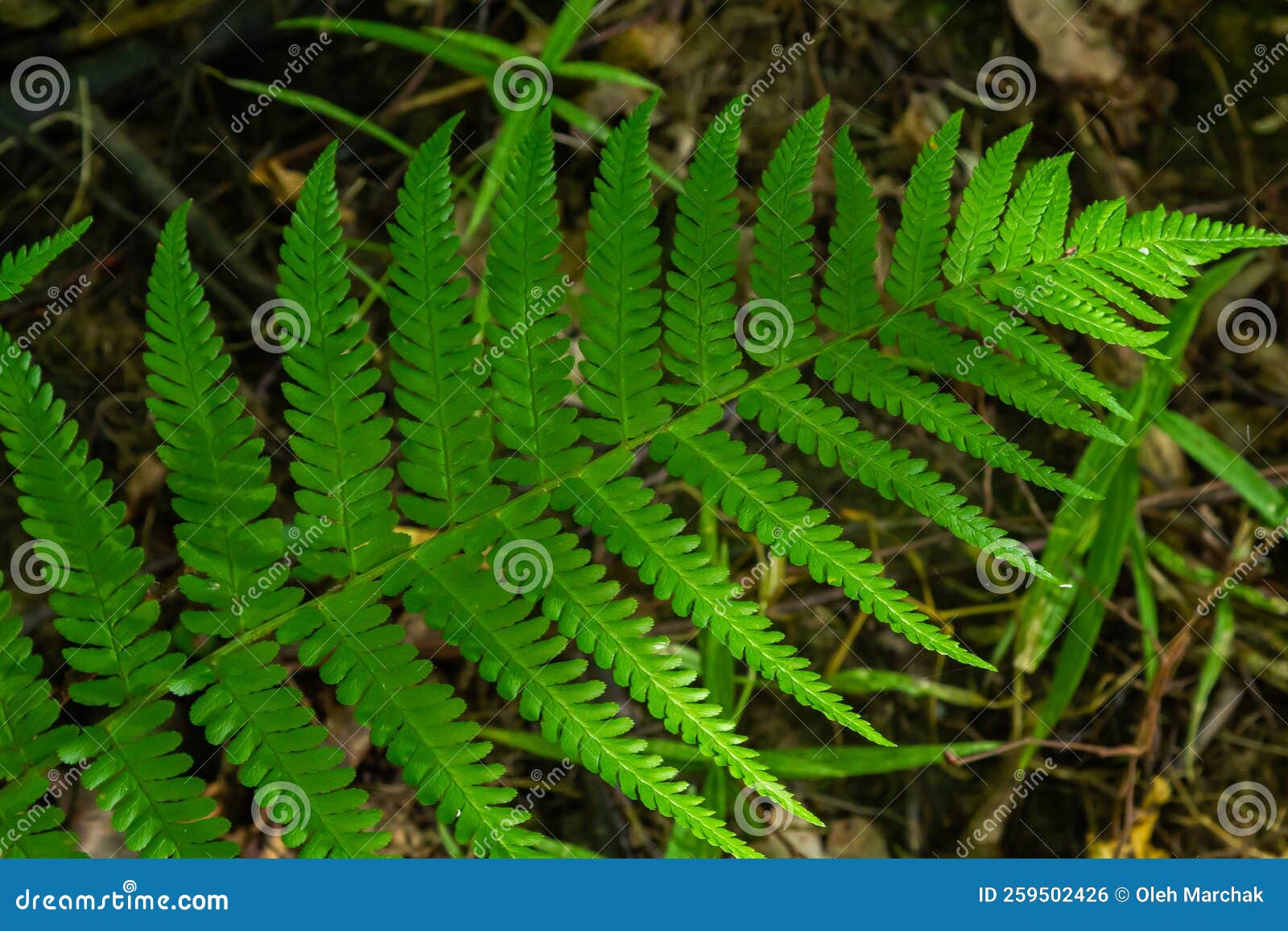 Fern is a Member of a Group of Vascular Plants that Reproduce by Spores