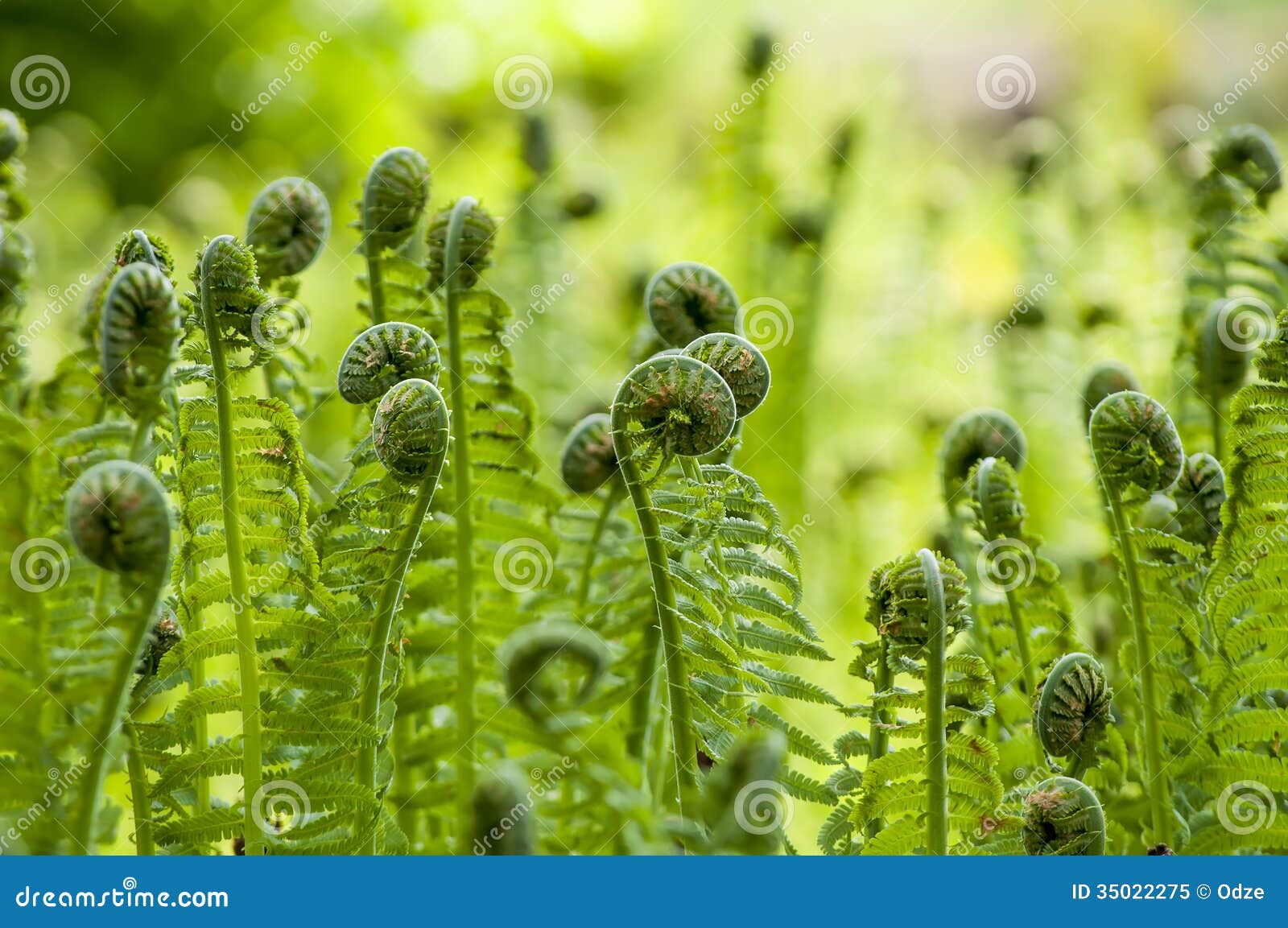 fern