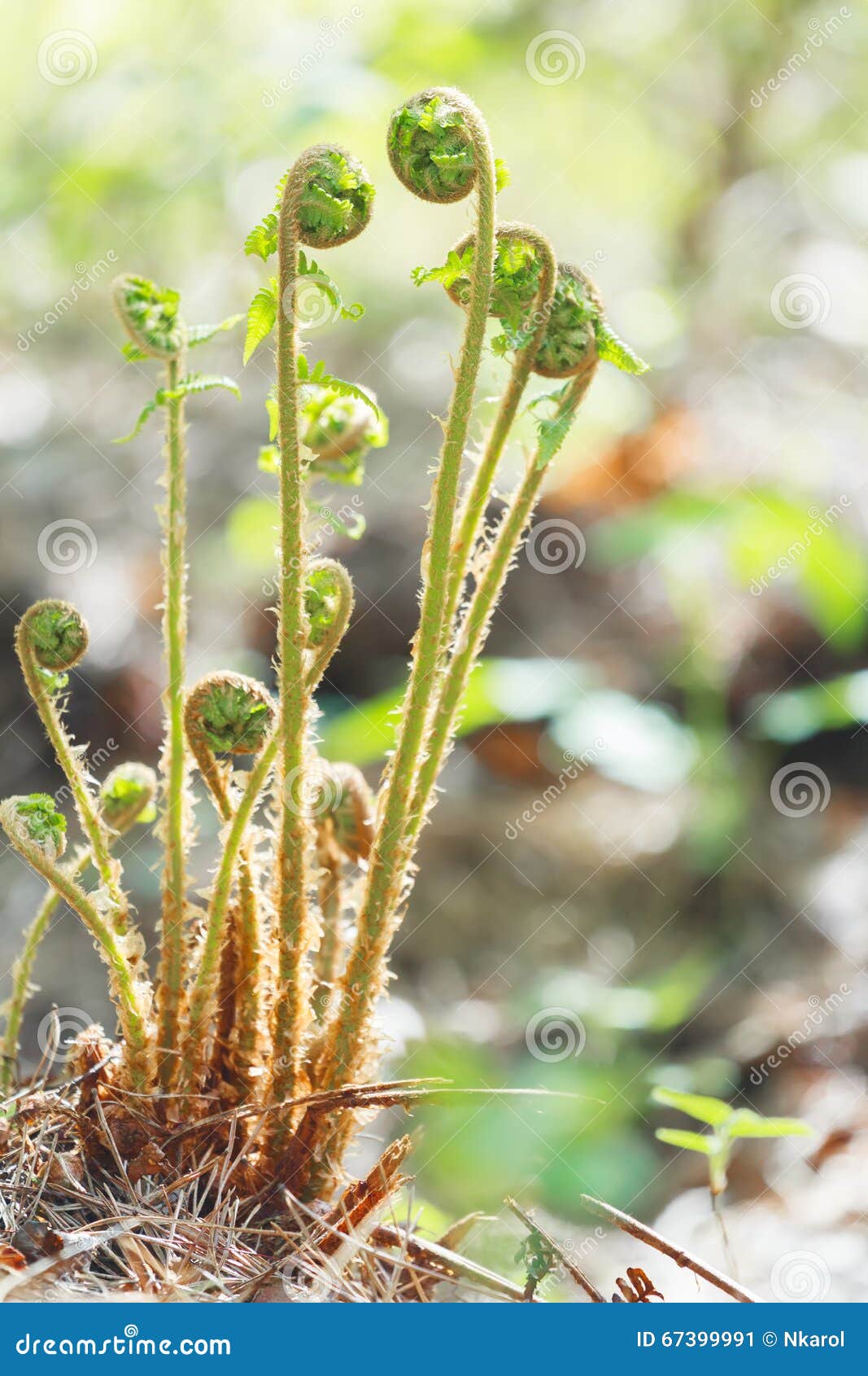 Fern Plant Unrolling New Young Frond in Spring Forest Stock Image Image of beginning