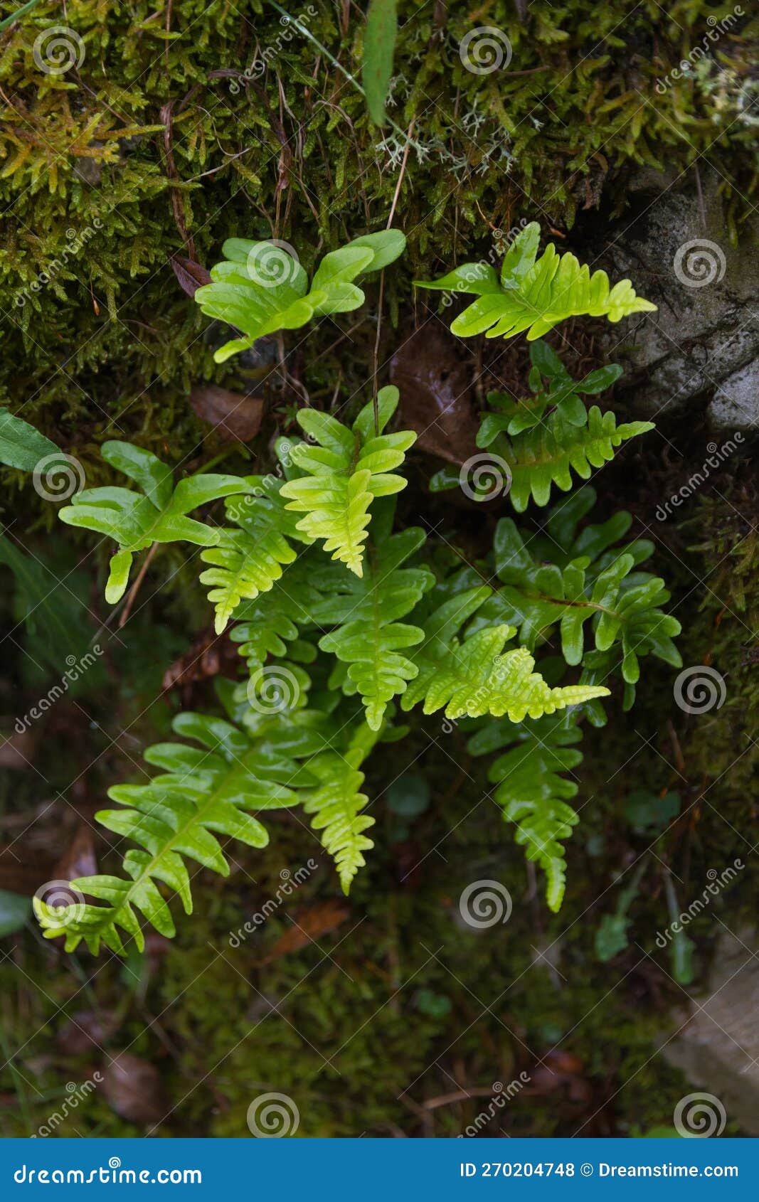 fern polypodium