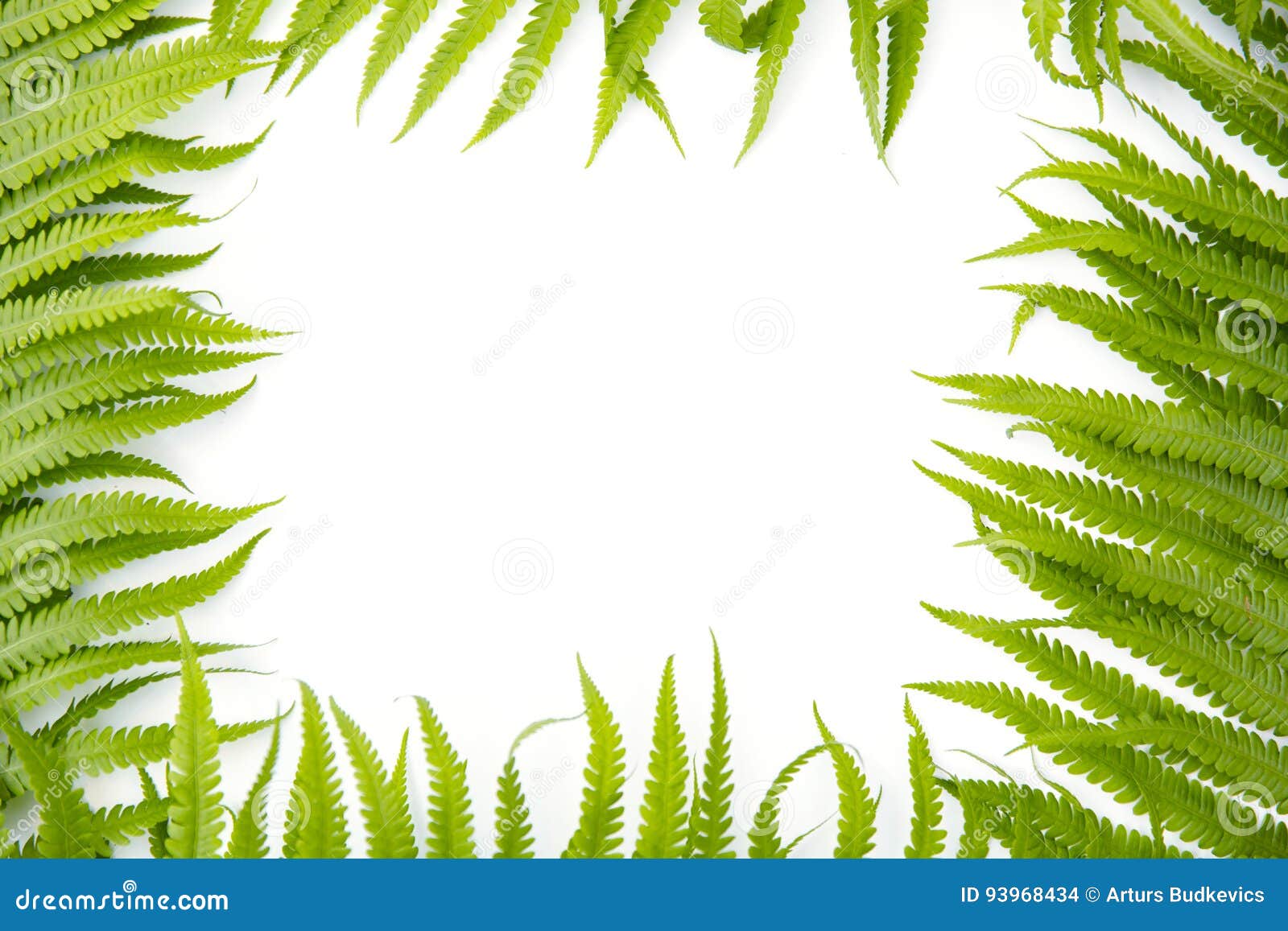 fern polypody adder`s tongue plant as frame on white background, space for text, nature greeting card