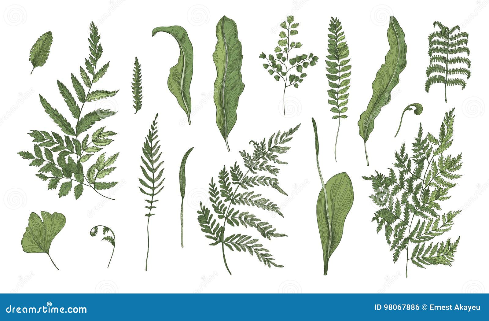 fern realistic collection. hand drawn sprouts, frond, leaves and stems set. colorful  .