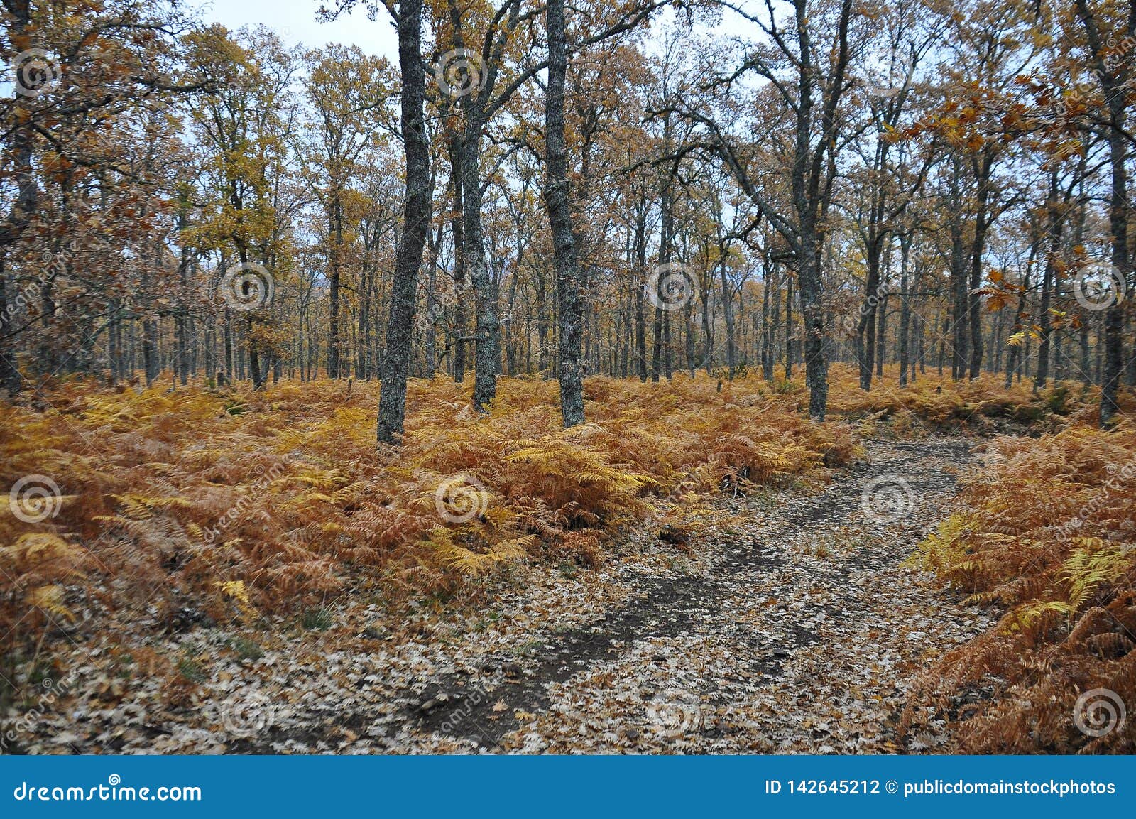 Fern Road Picture. Image 142645212