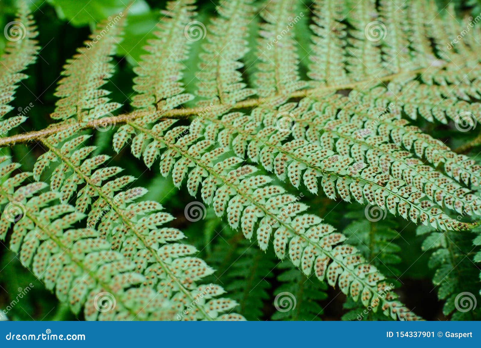 fern spores seeds under the leaf