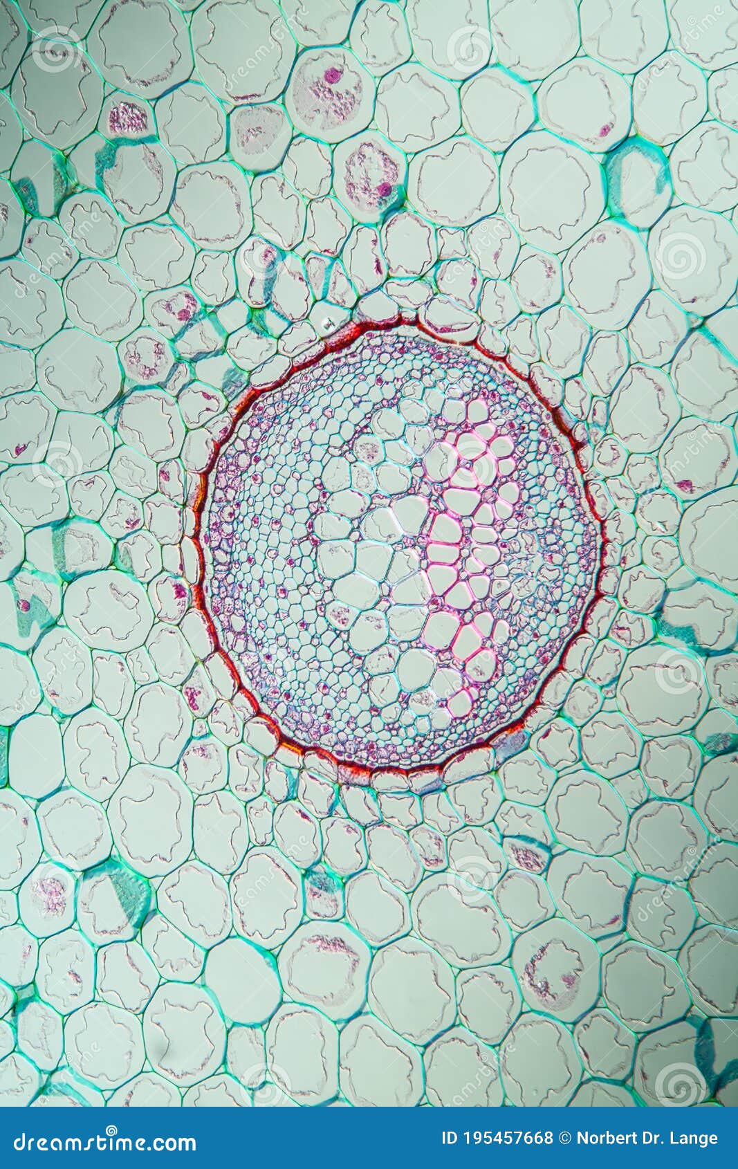 Fern Stems in Cross Section Stock Photo Image of cover, ground 195457668