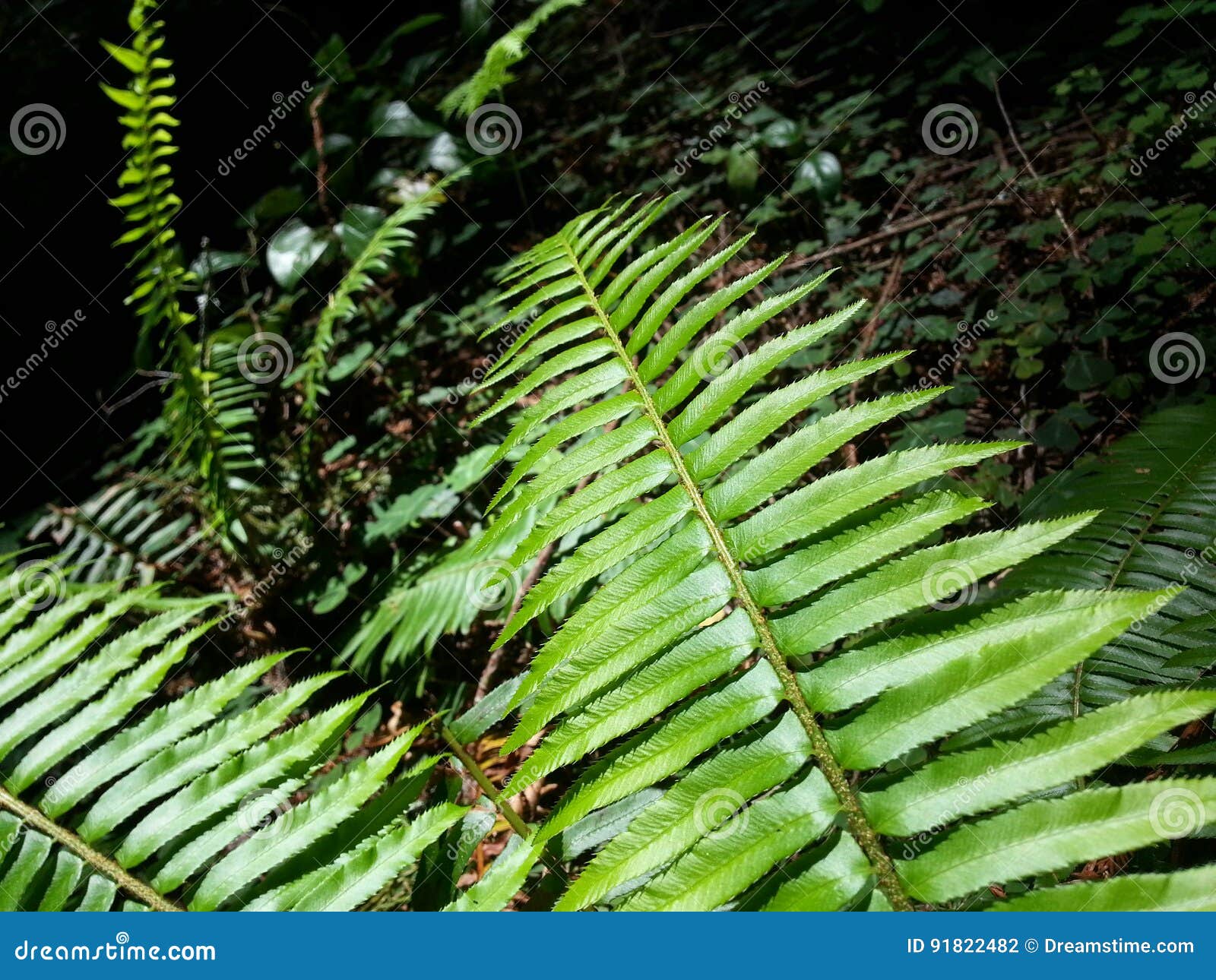 fern-tastic