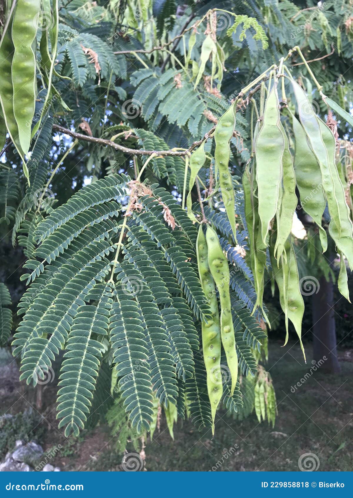 fern tree leaves