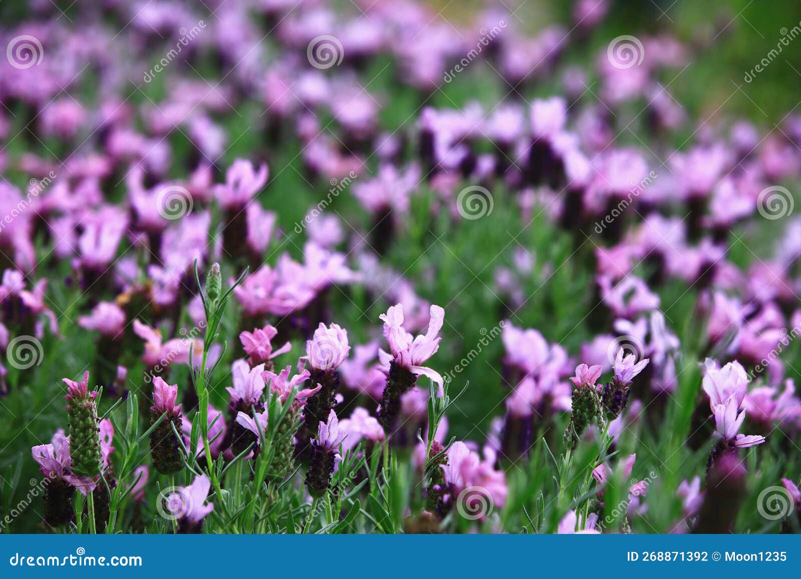 Fernleaf Lavender,Jagged Lavender,Pinnata Lavender Stock Photo - Image