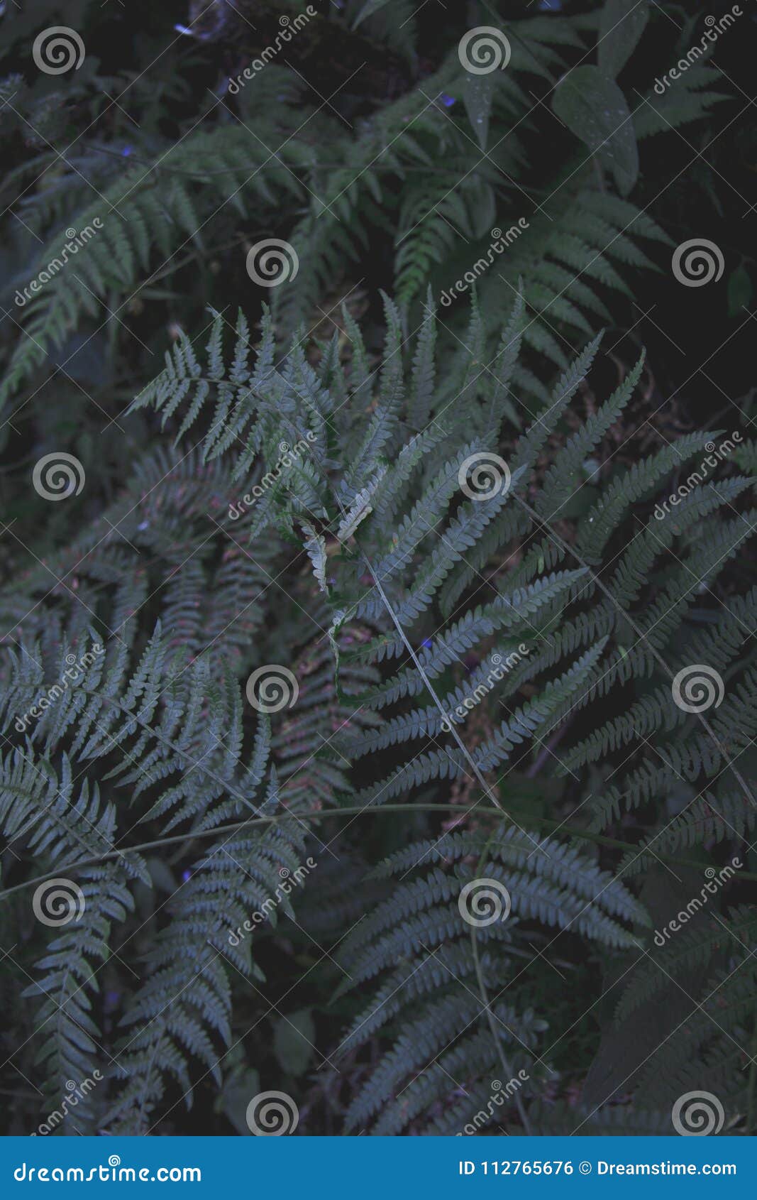 ferns in the forest