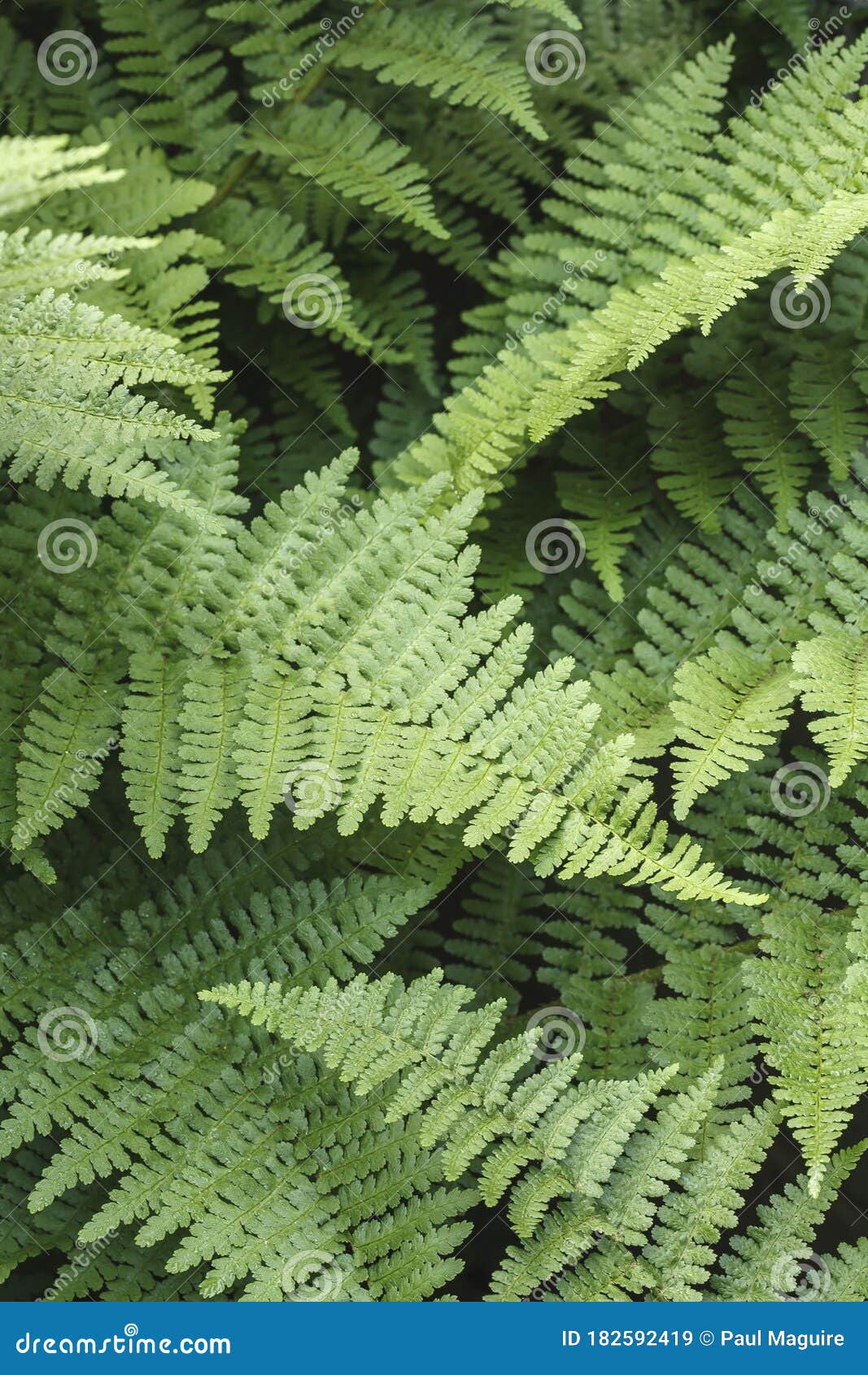 Ferns Leaf Detail In A Uk Garden Wood Fern Dryopteris Felix Mas Stock Image Image Of England Green 182592419