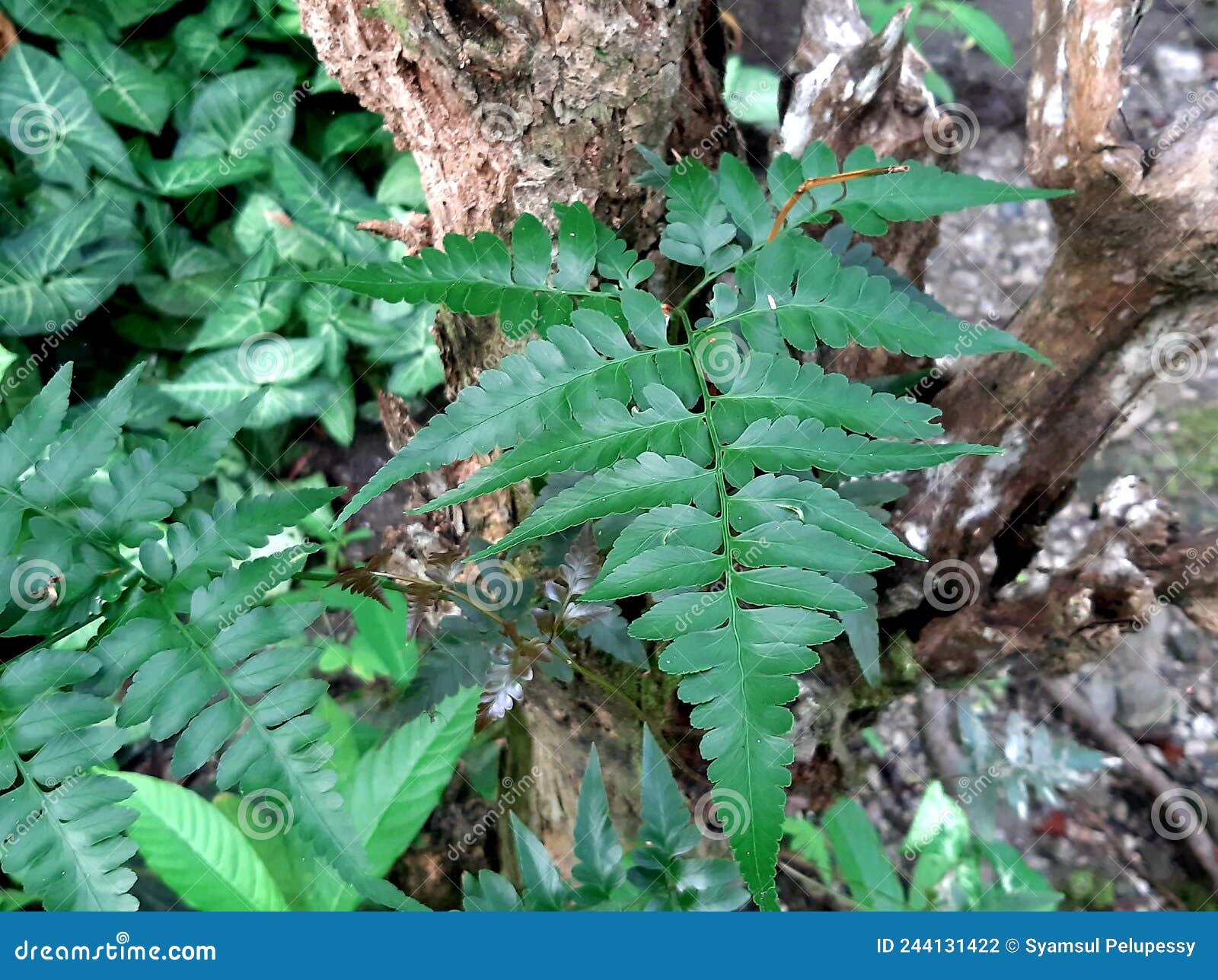 Ferns are Ornamental Plants that Grow on Tree Trunks but are Suitable