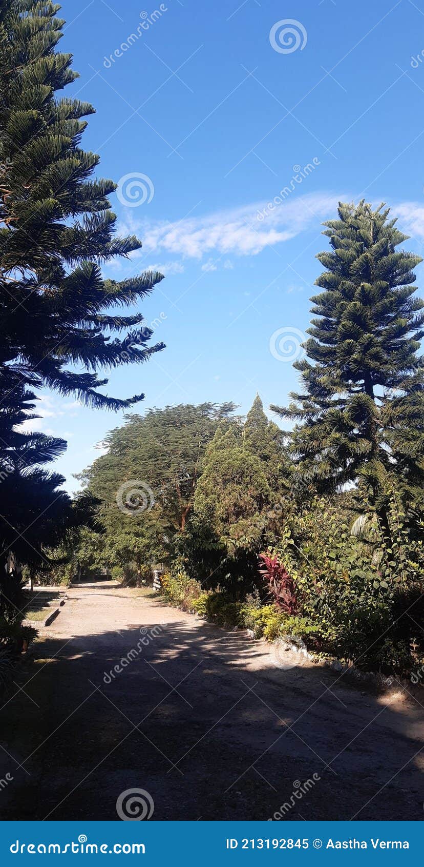 Ferns and Petals, Nature in it& X27;s True Form Stock Image Image of