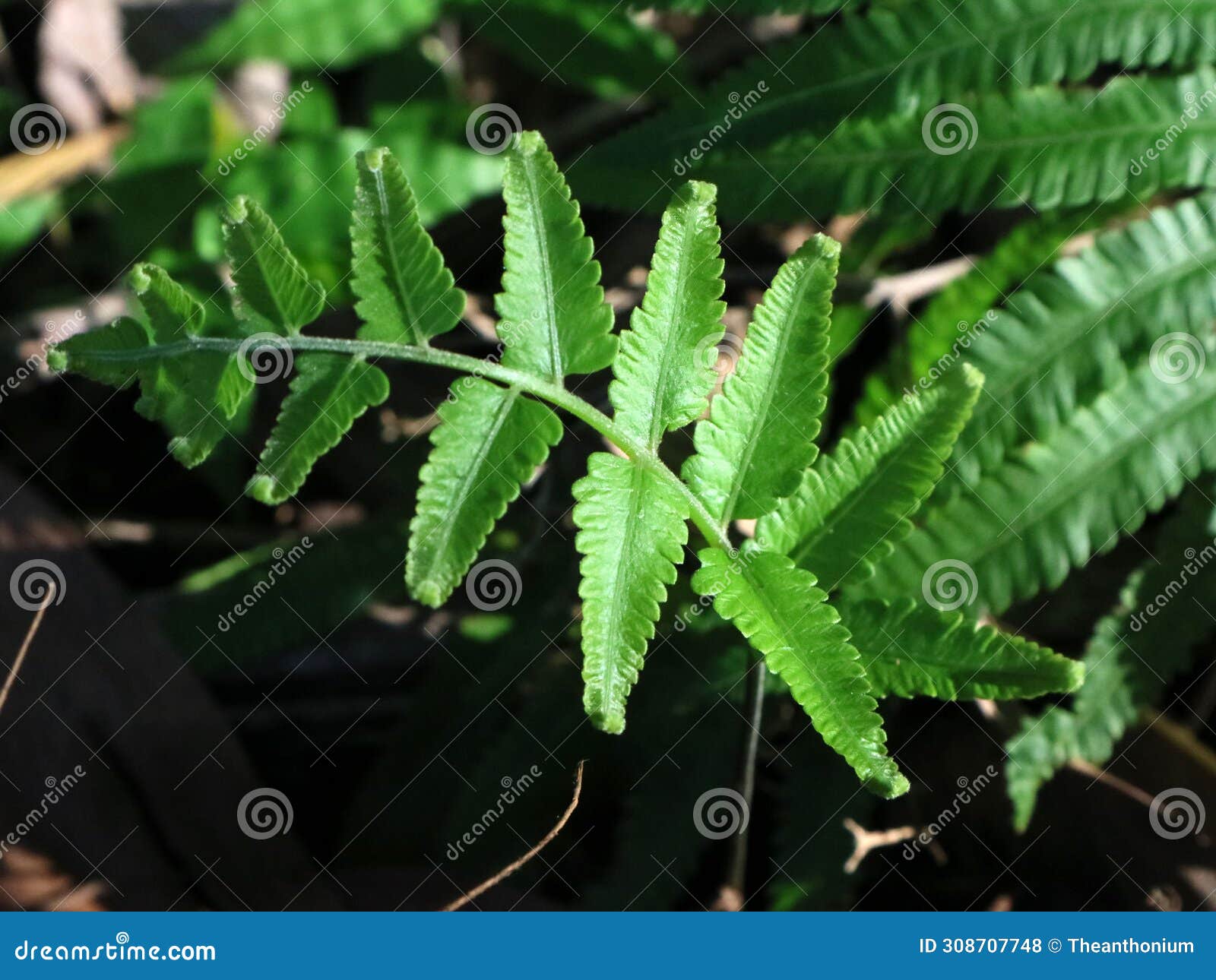 fern (polypodiophyta) on the streets of indonesia
