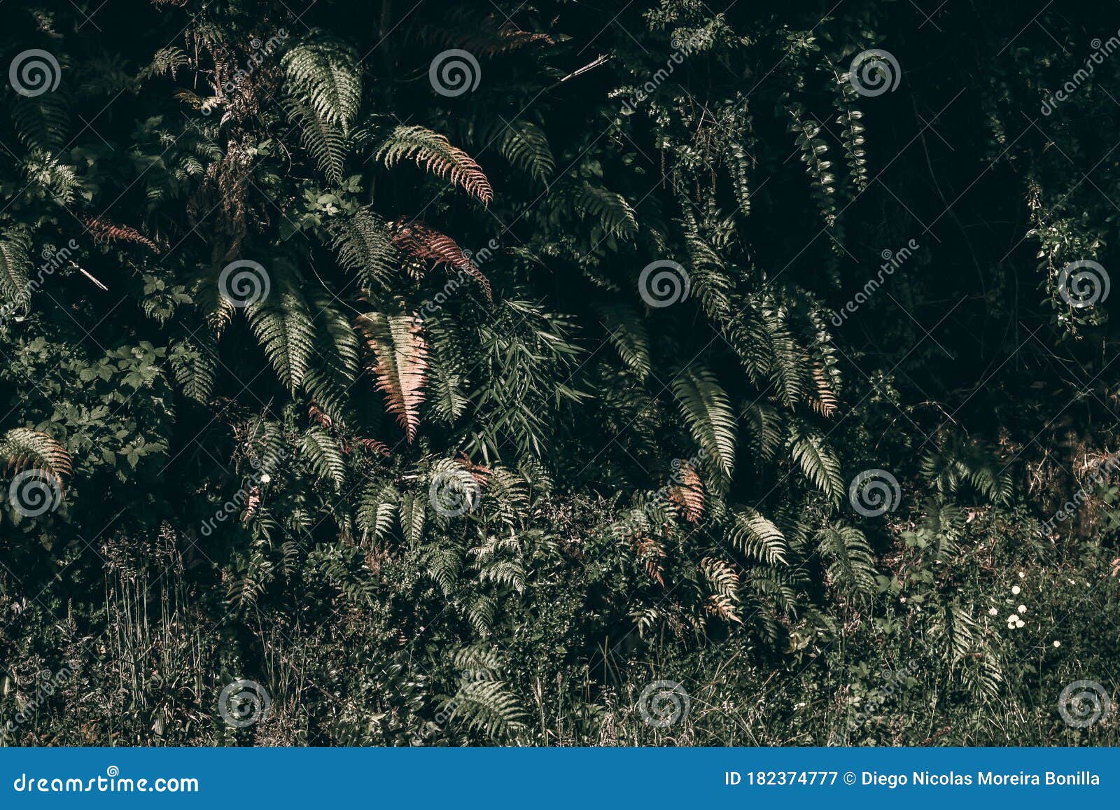 ferns background of the patagonia rain forest