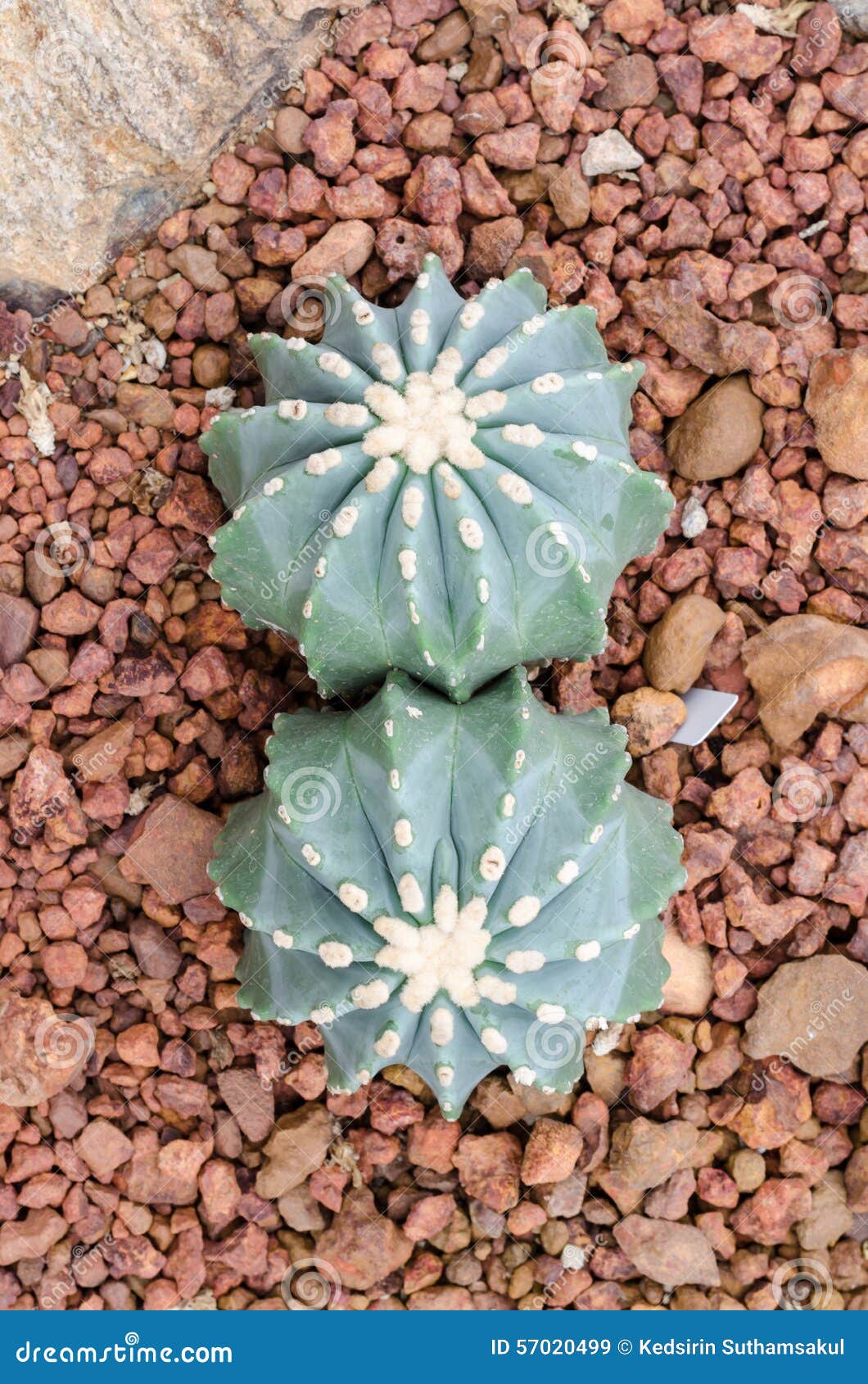 ferocactus glaucescens forma nuda