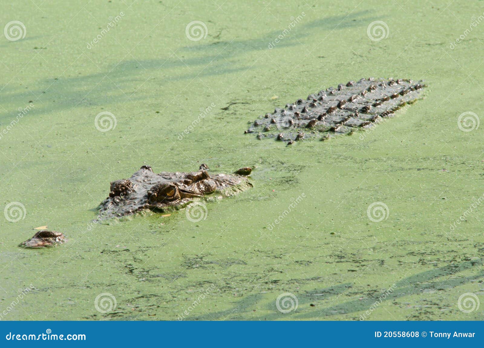 ferocious crocodile