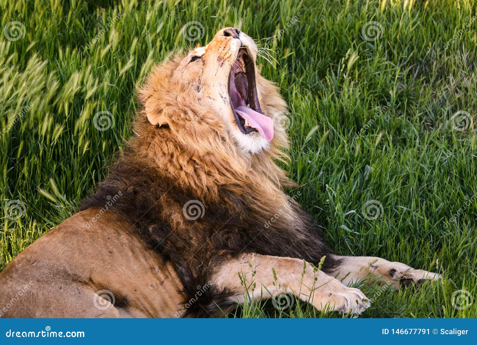 Ferocious Lion Relaxes in the Wildlife Stock Image Image of open