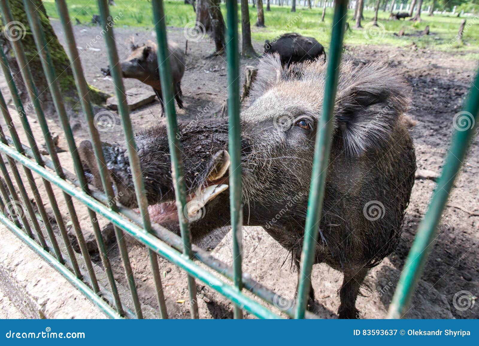 Ferocious Wild Boar in a Cage Stock Image Image of dirt, feed 83593637