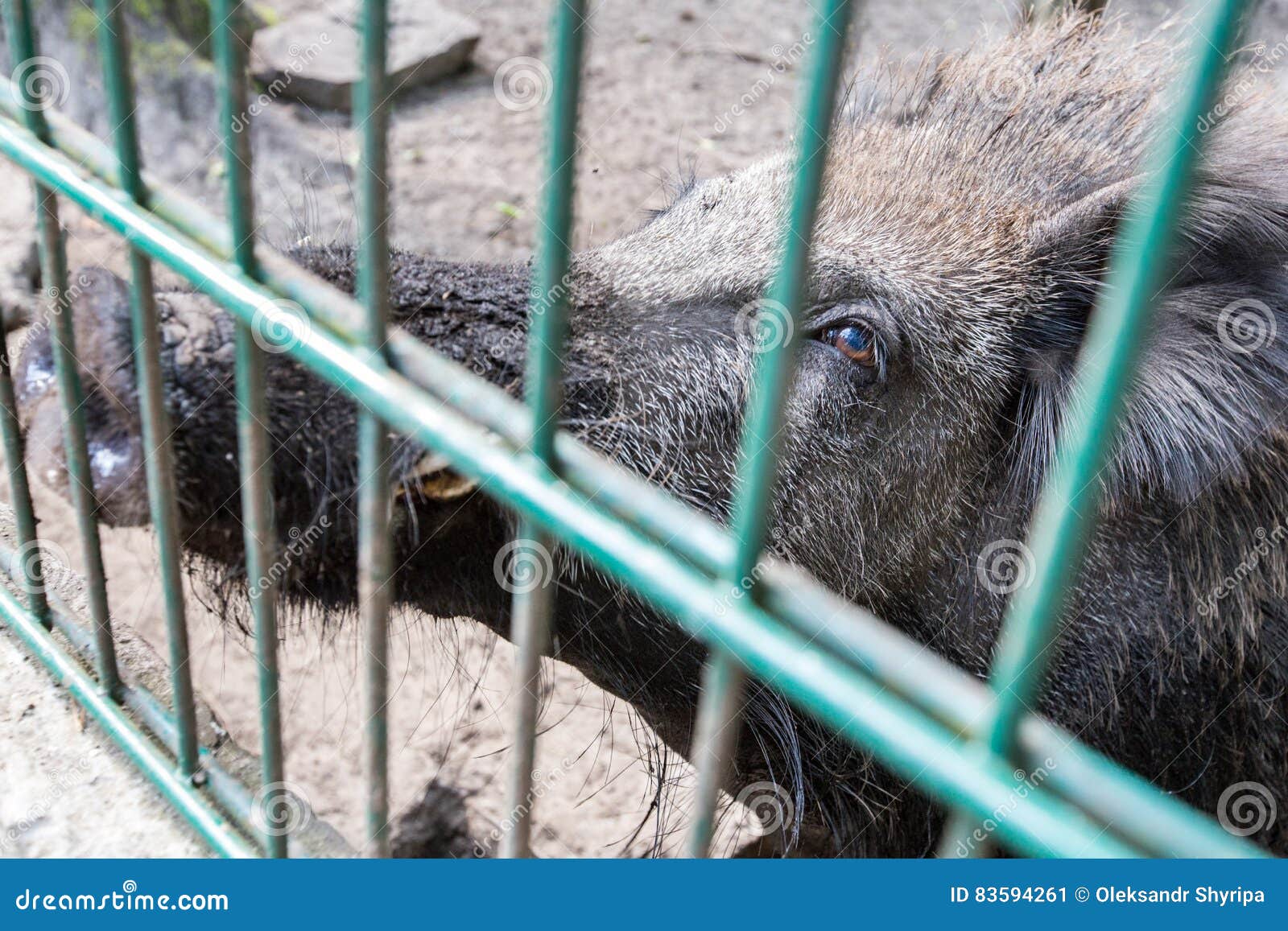 Ferocious Wild Boar in a Cage Stock Image Image of feed, cage 83594261