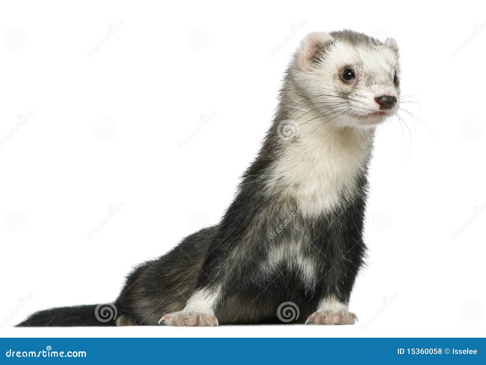 ferret, 3 and a half years old