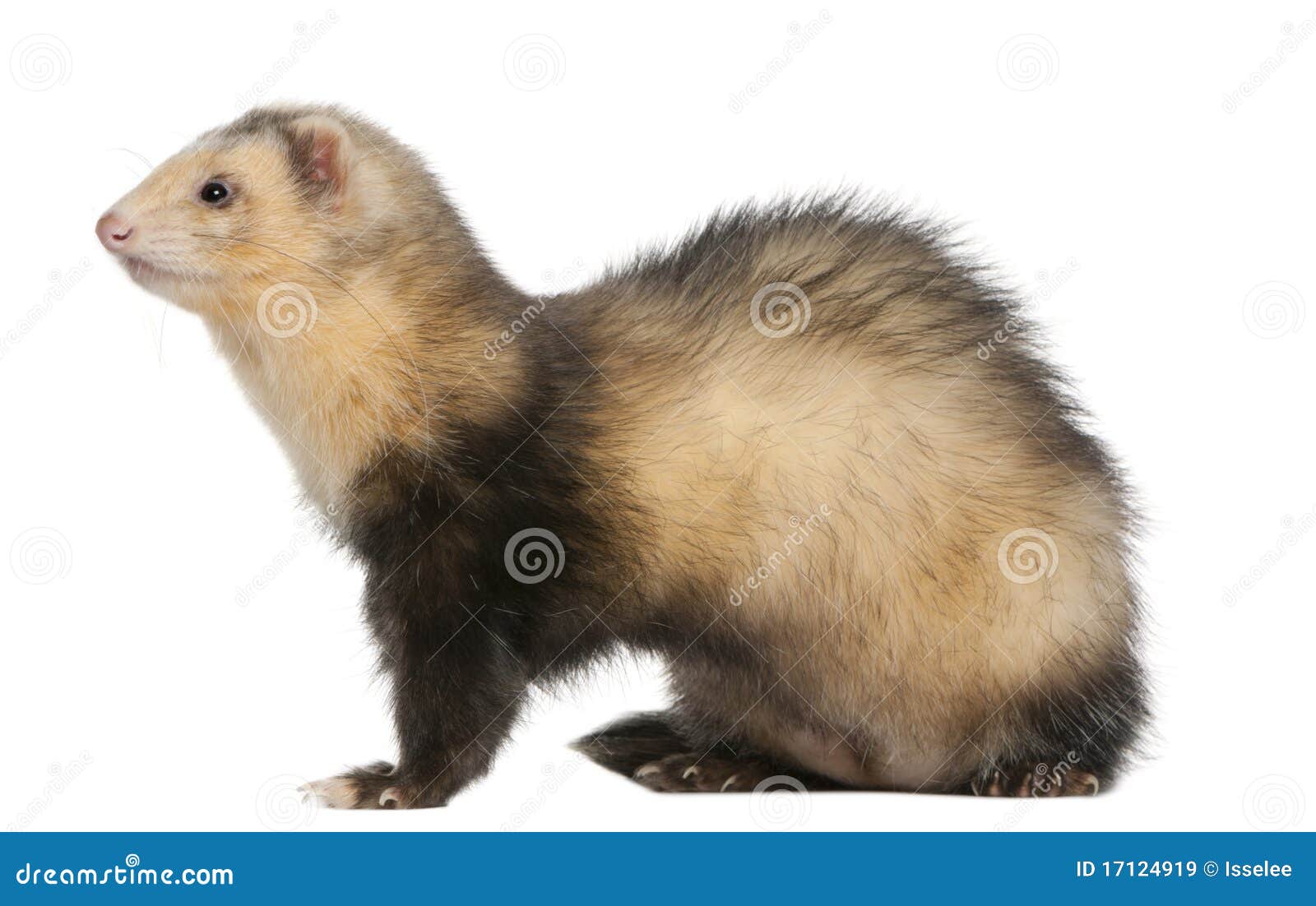 6 month old ferret