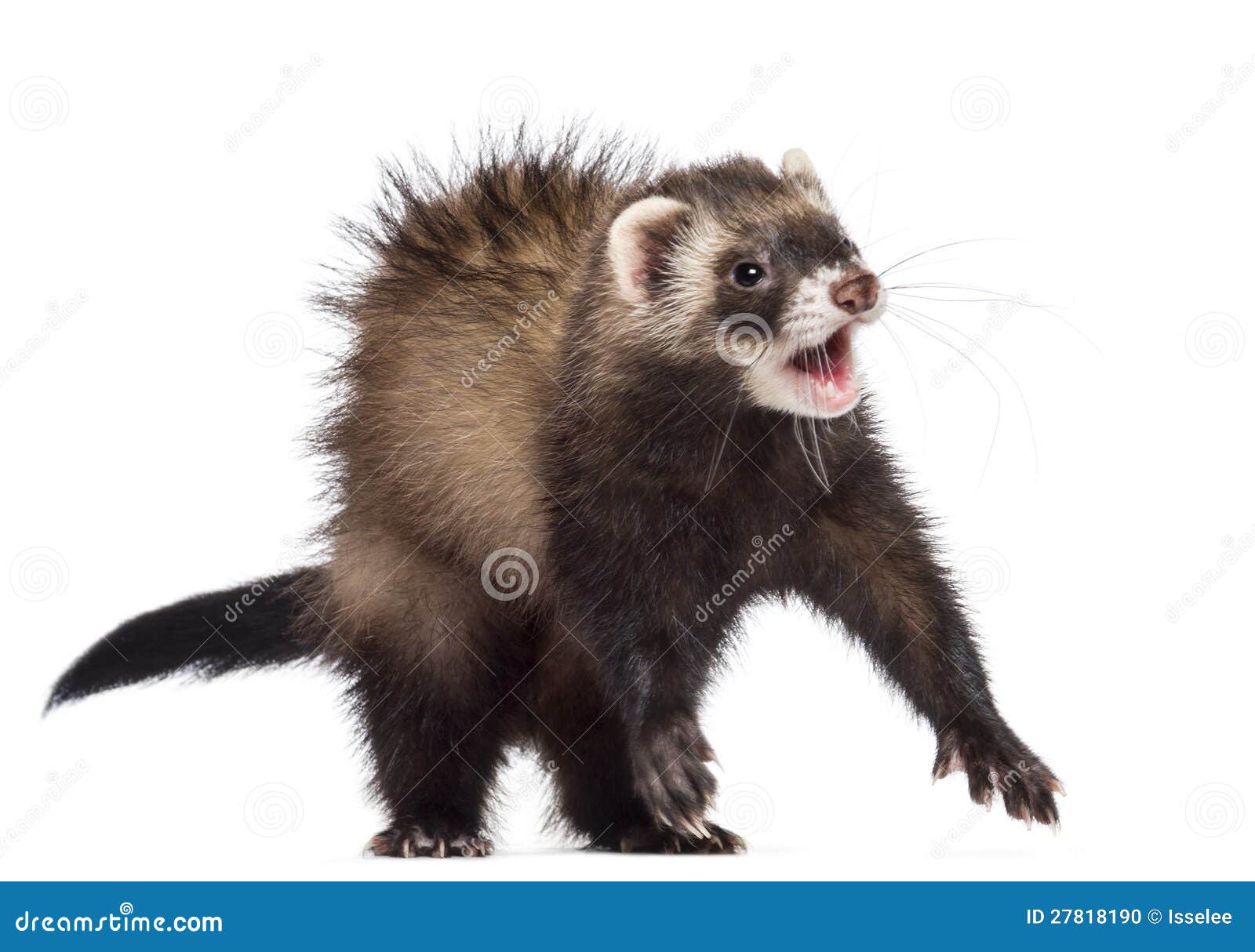 Ferret, 7 Months Old, Scared, Surprised Stock Photo Image of away