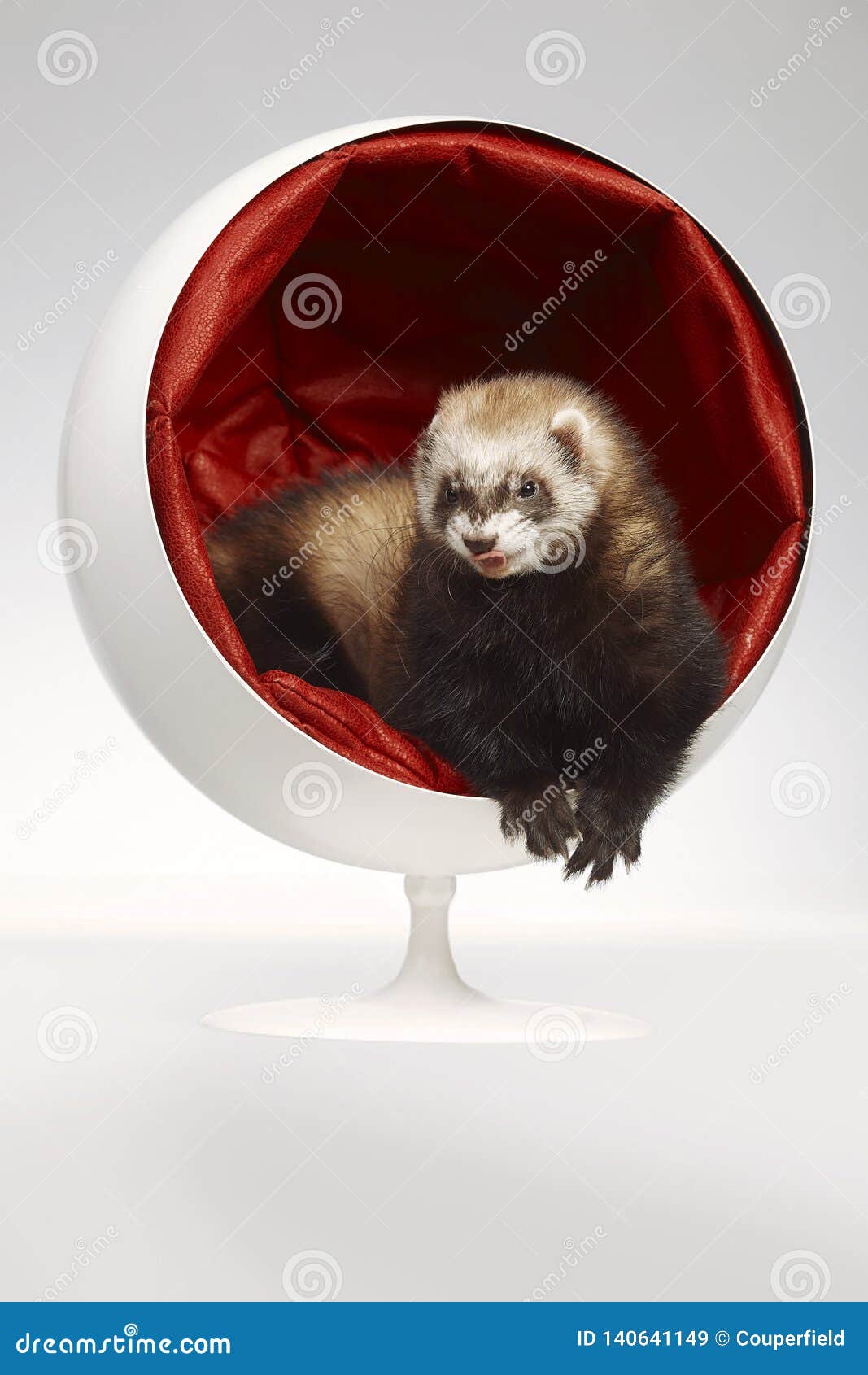 ferret ball
