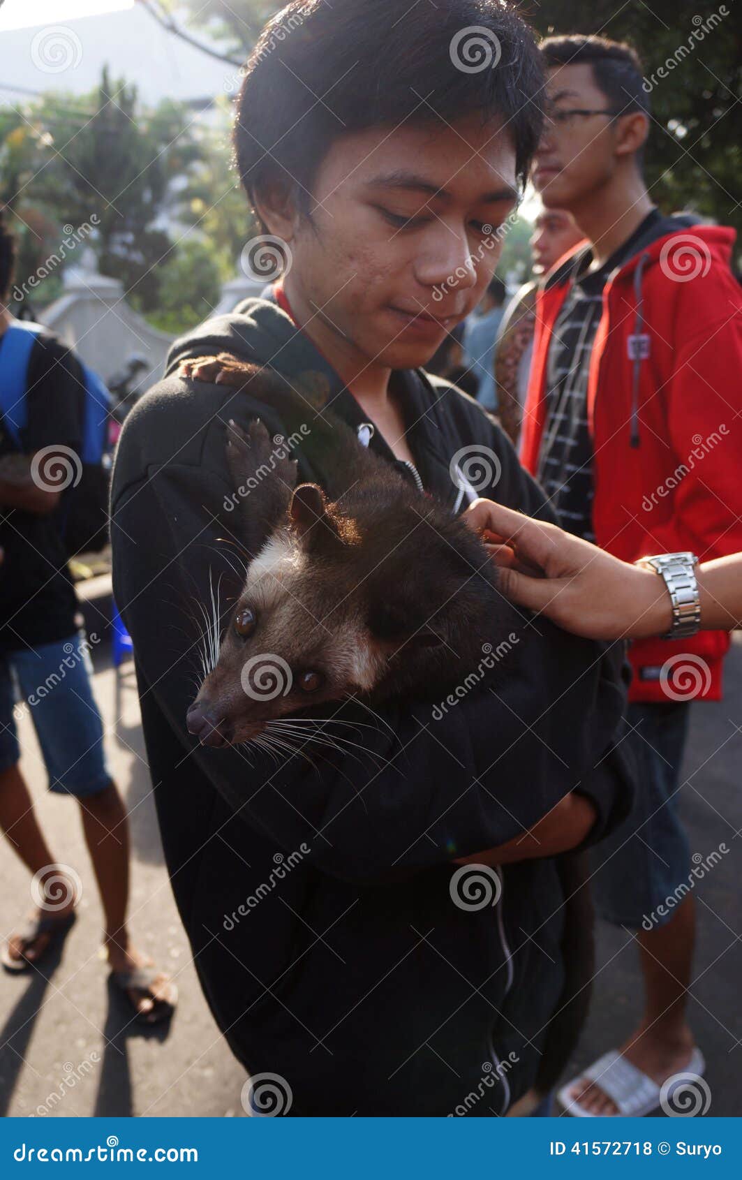 Ferret editorial stock photo. Image of people, indonesia 41572718