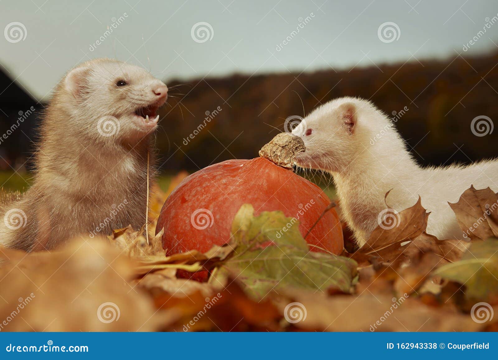 Autumn Ferret