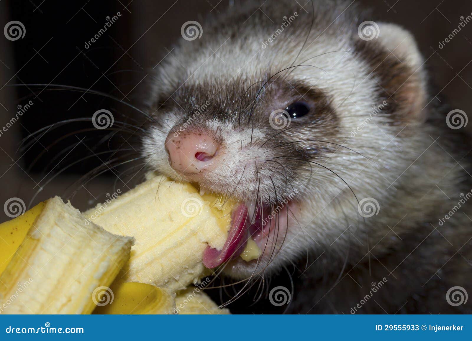 Ferret eats banana stock image. Image of animal, cheerful 29555933